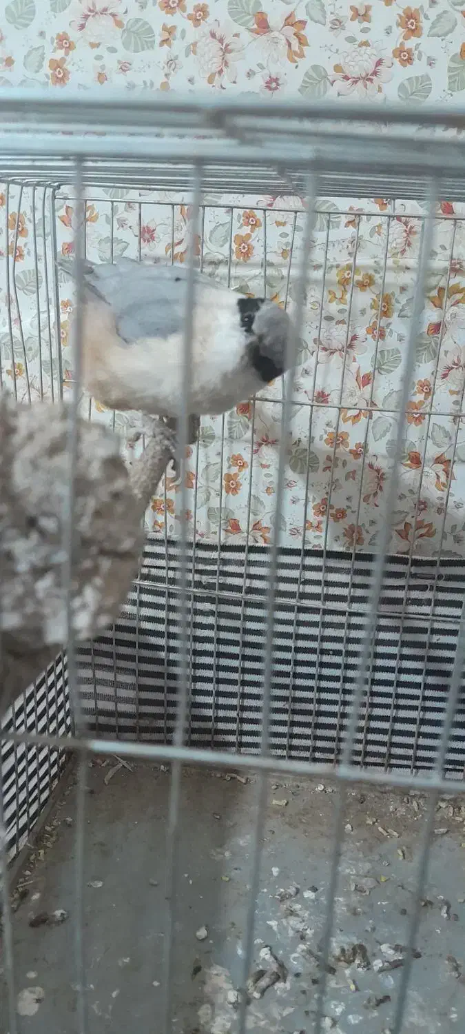 فروش کمر کوهی|پرنده|کوهدشت, |دیوار