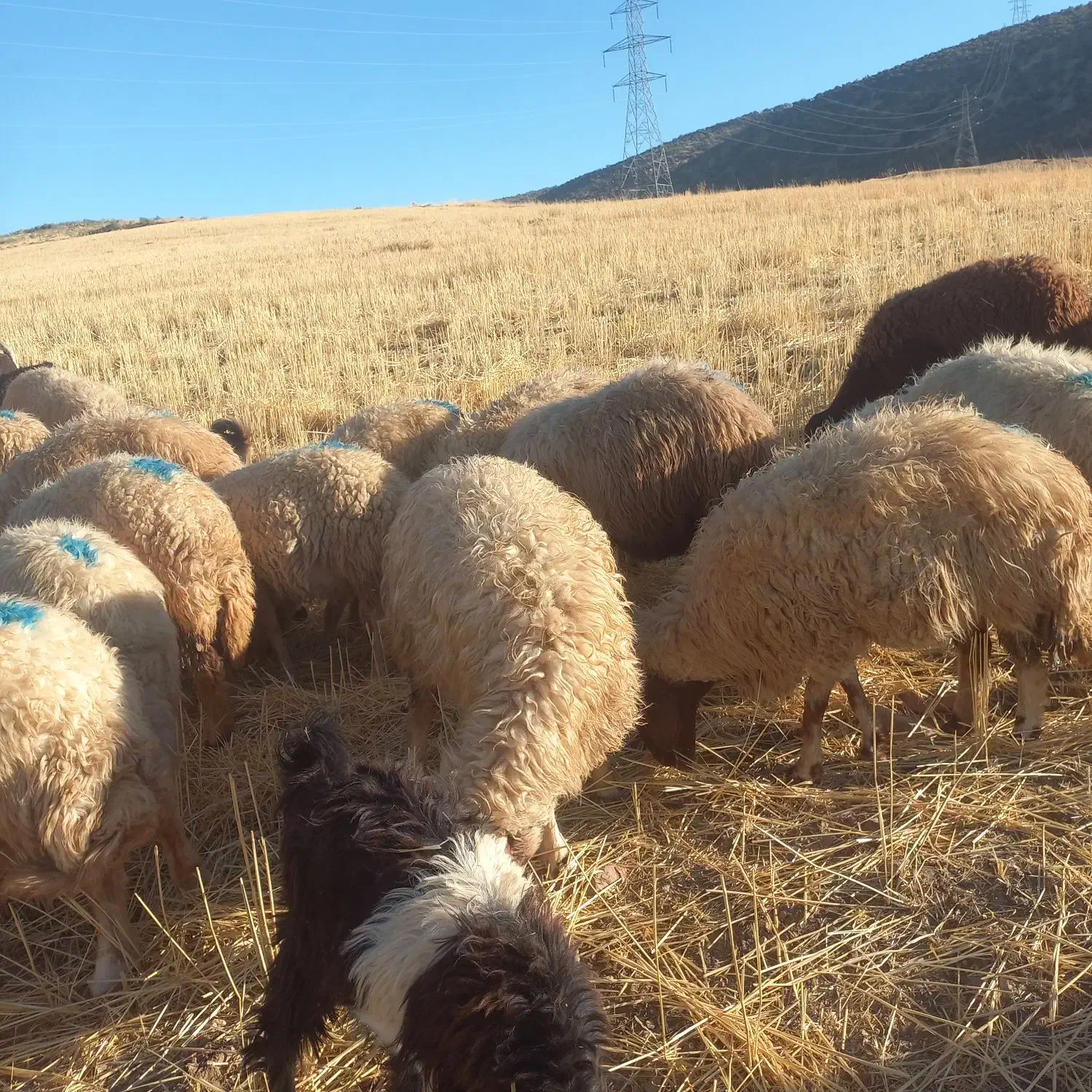 شک داشتی|حیوانات مزرعه|چرداول, |دیوار