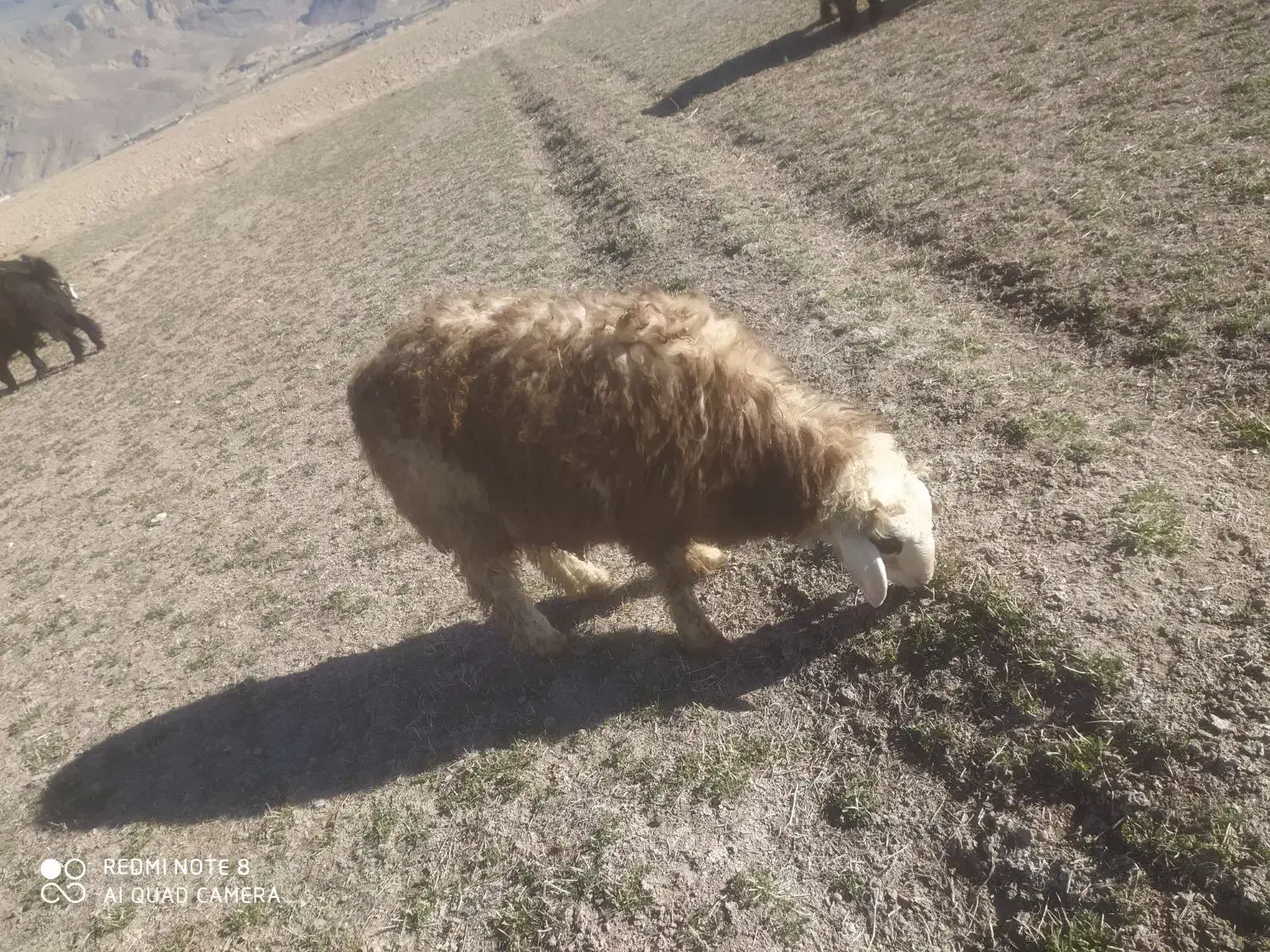 فروش کهره وبره|حیوانات مزرعه|مرودشت, محمد آباد|دیوار