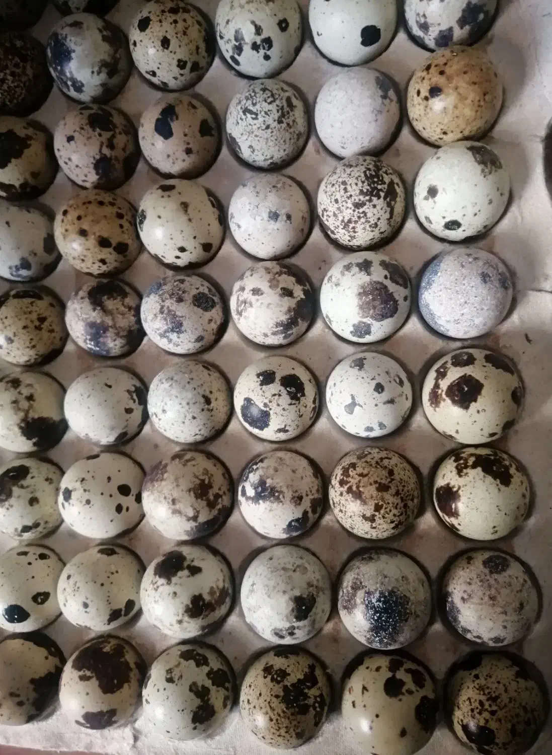 تخم بلدرچین نطفه دار|حیوانات مزرعه|مشهد, شهید قربانی|دیوار