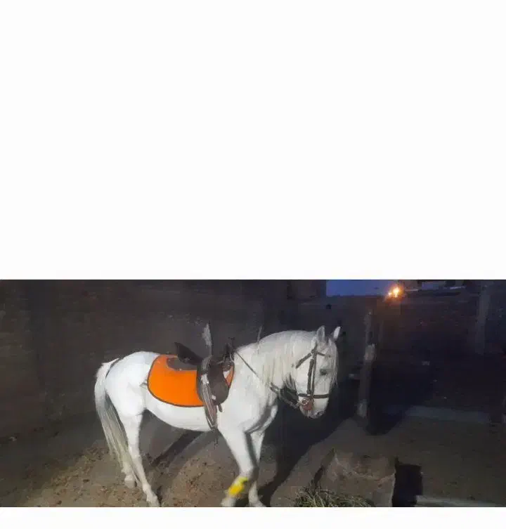 نریون خیلی آرام|اسب و تجهیزات اسبسواری|میان جلگه, |دیوار