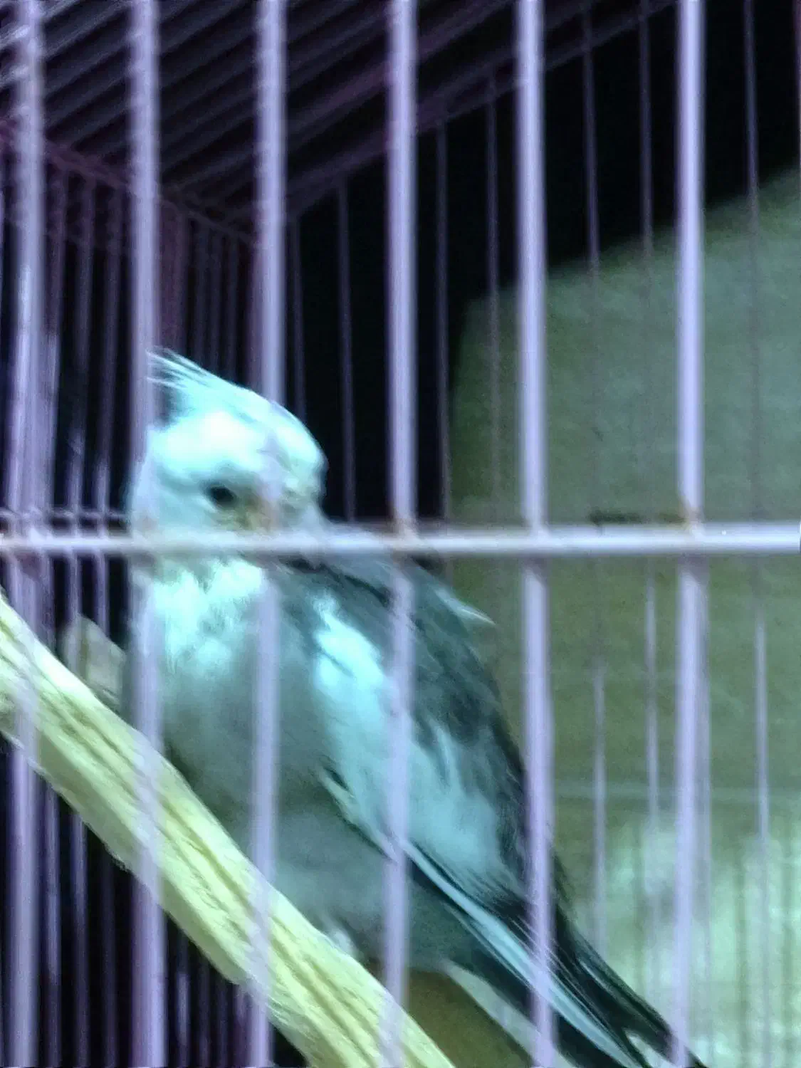 دو عدد عروس هلندی نر و ماده|پرنده|گالیکش, |دیوار