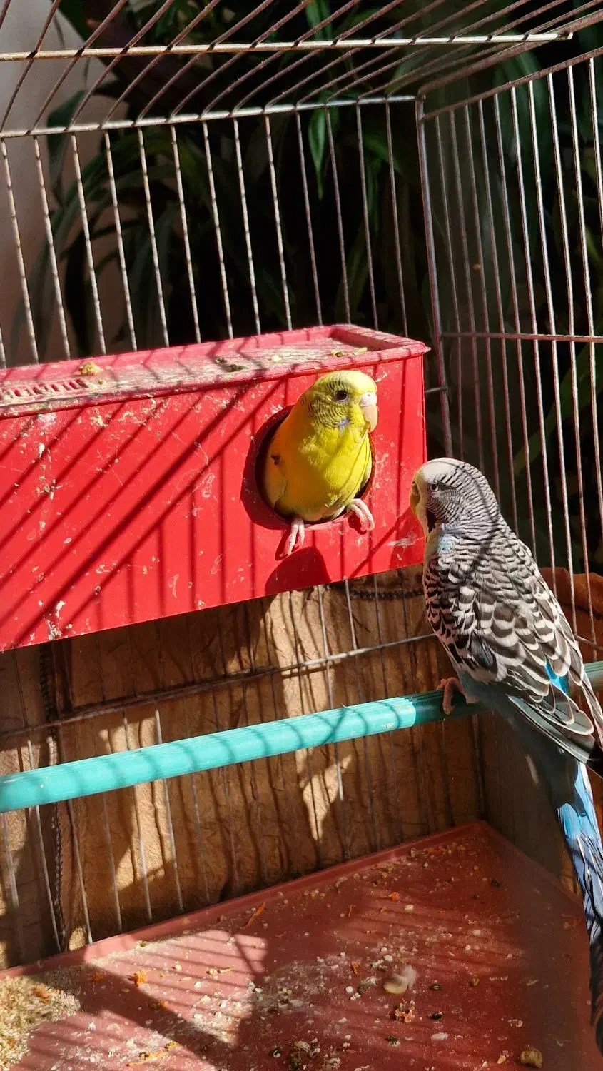 مرغ عشق مولد|پرنده|اصفهان, رسالت|دیوار