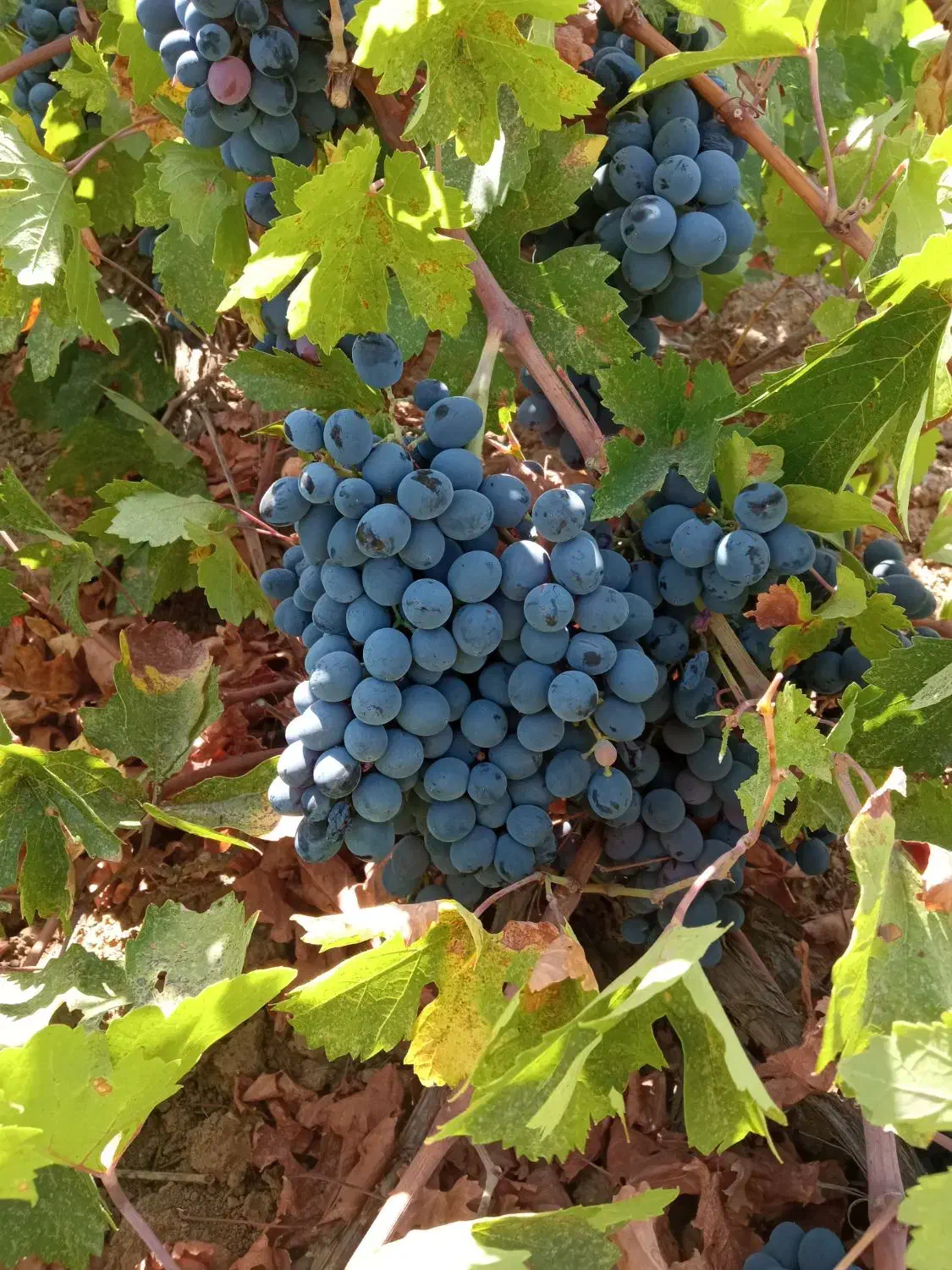 چاله کن|خدمات باغبانی و درختکاری|سروآباد, |دیوار