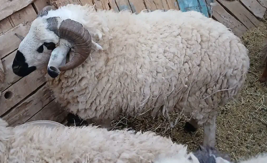 قوچ بره نر هم برای گشتن وهم برای نسل کشی|حیوانات مزرعه|کرمان, |دیوار