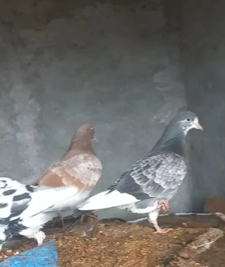 کبوتر پرشی|پرنده|آق قلا, |دیوار