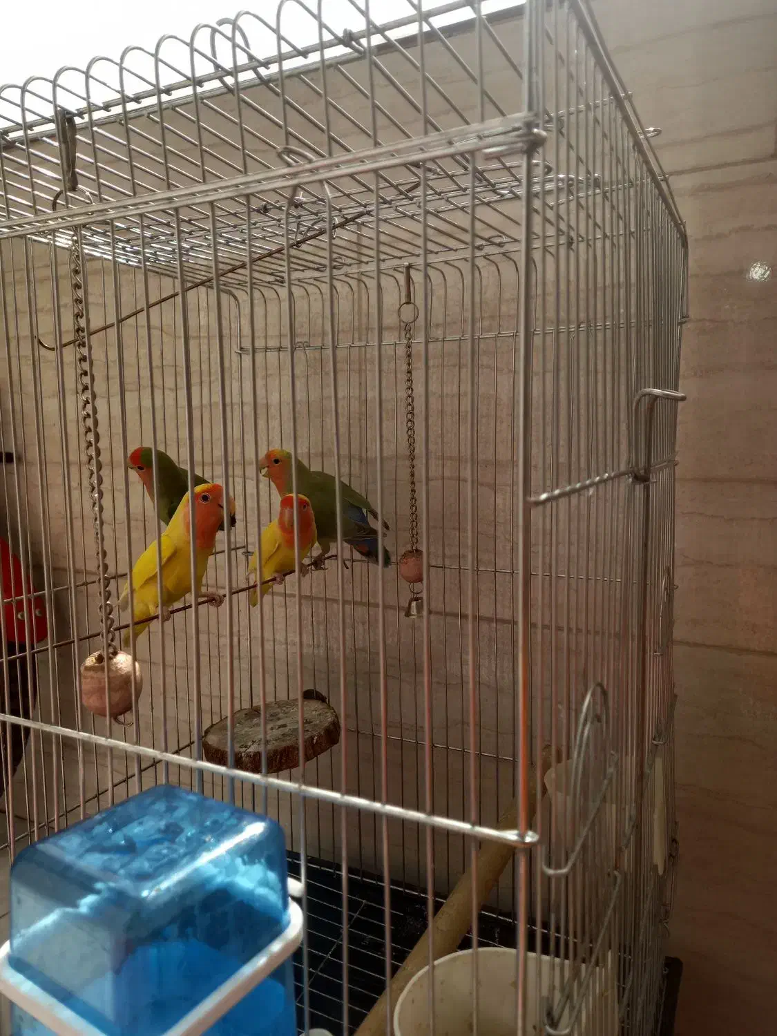 طوطی برزیلی|پرنده|گلستان (تهران), |دیوار