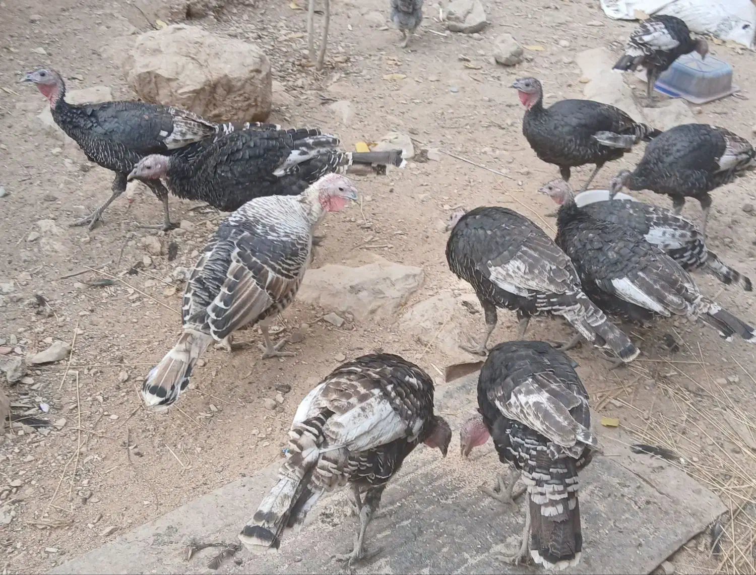 بوقلمون|حیوانات مزرعه|مارگون, |دیوار