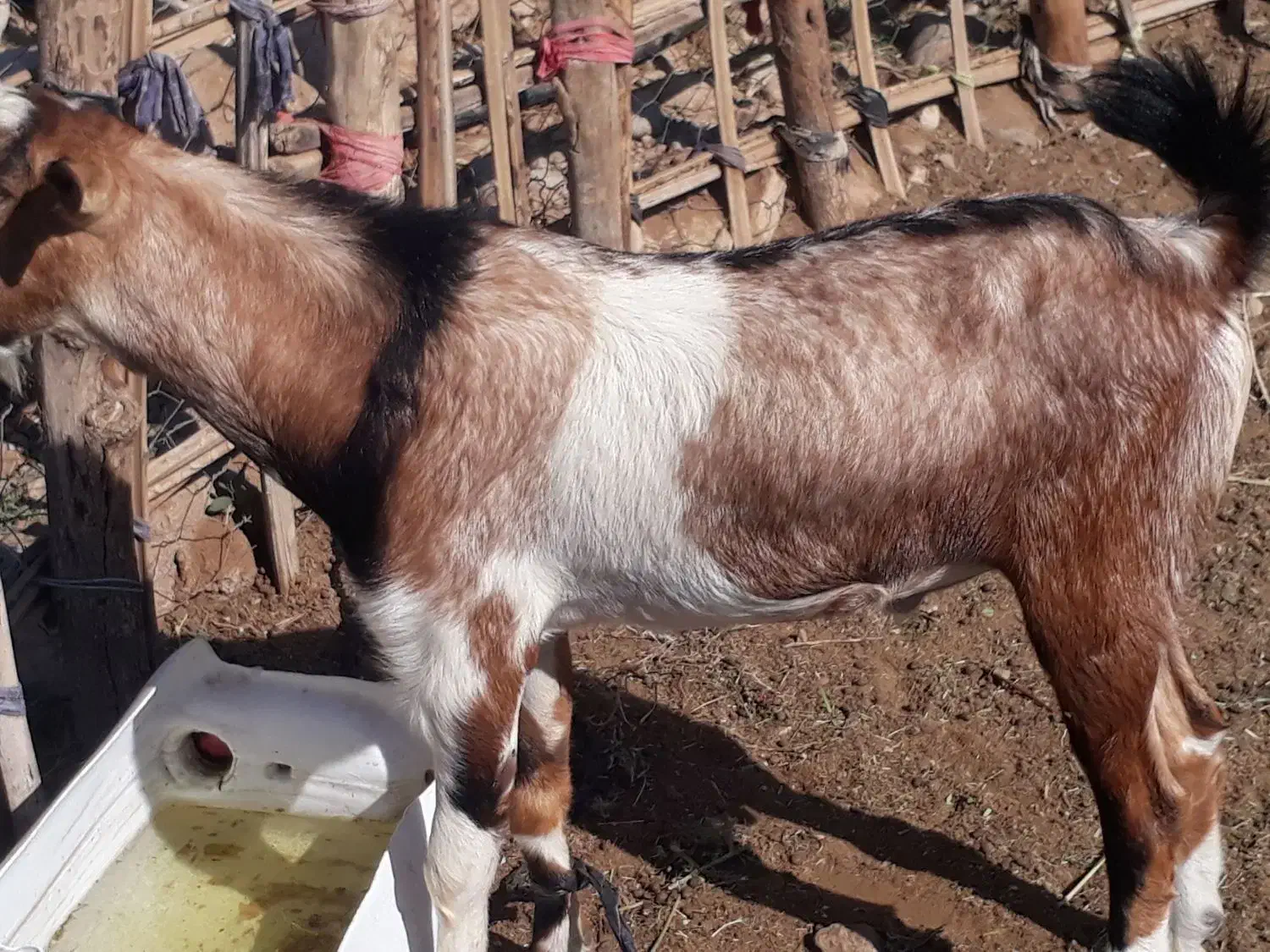 نری خب و گوشتی|حیوانات مزرعه|فین, |دیوار