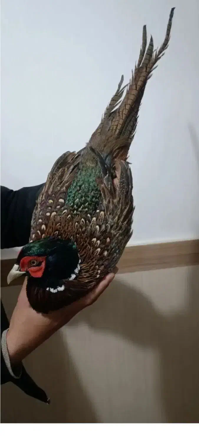 مرغ وخروس امریکایی|حیوانات مزرعه|بانه, |دیوار