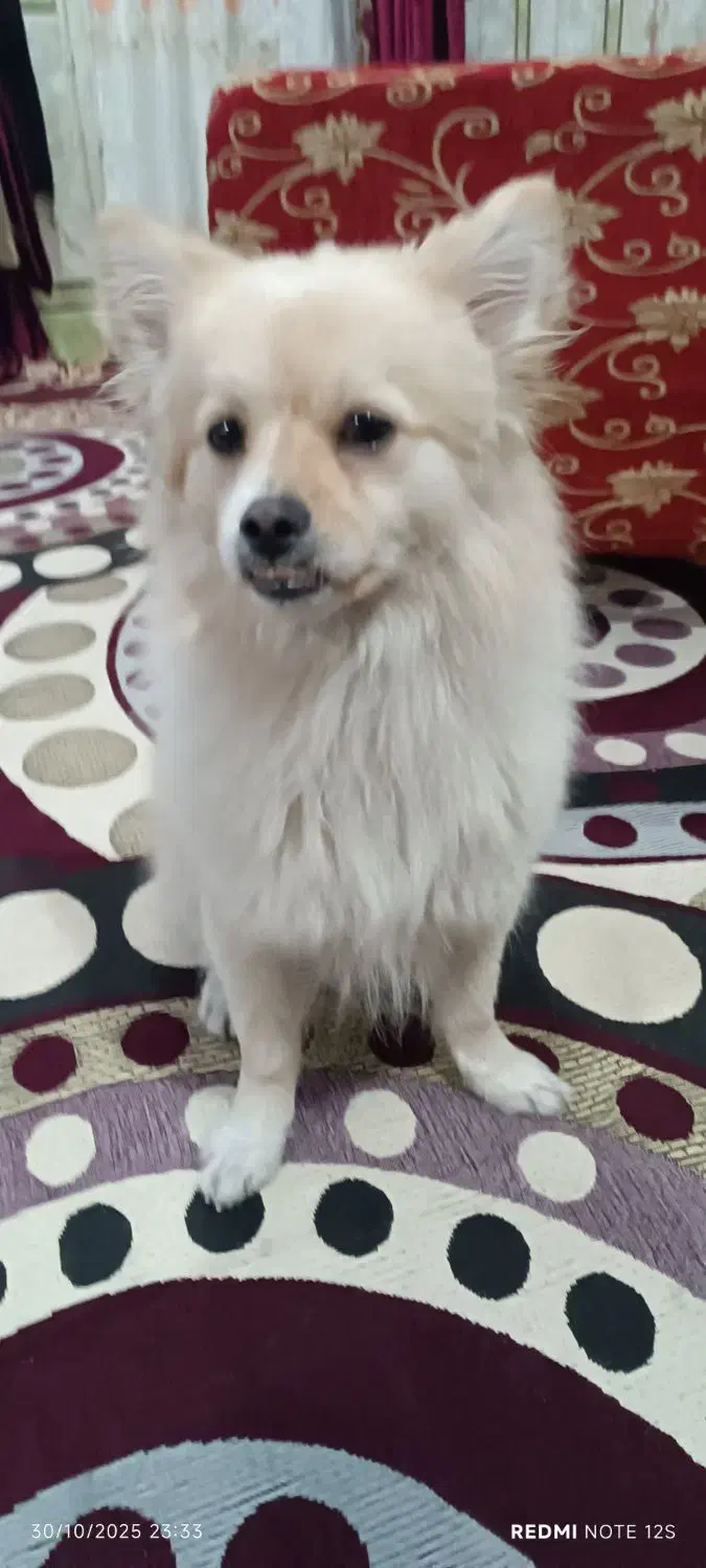 سگ باهوش و شناسنامه دار و واکسن زده|سگ|اهواز, کوی باهنر|دیوار