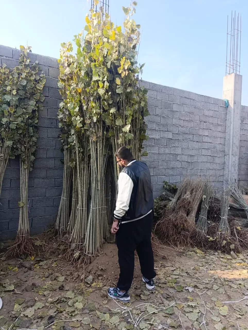 بزرگترین مجموعه تخصصی انـواع نهال|خدمات باغبانی و درختکاری|هشتگرد, شهرک اداری|دیوار