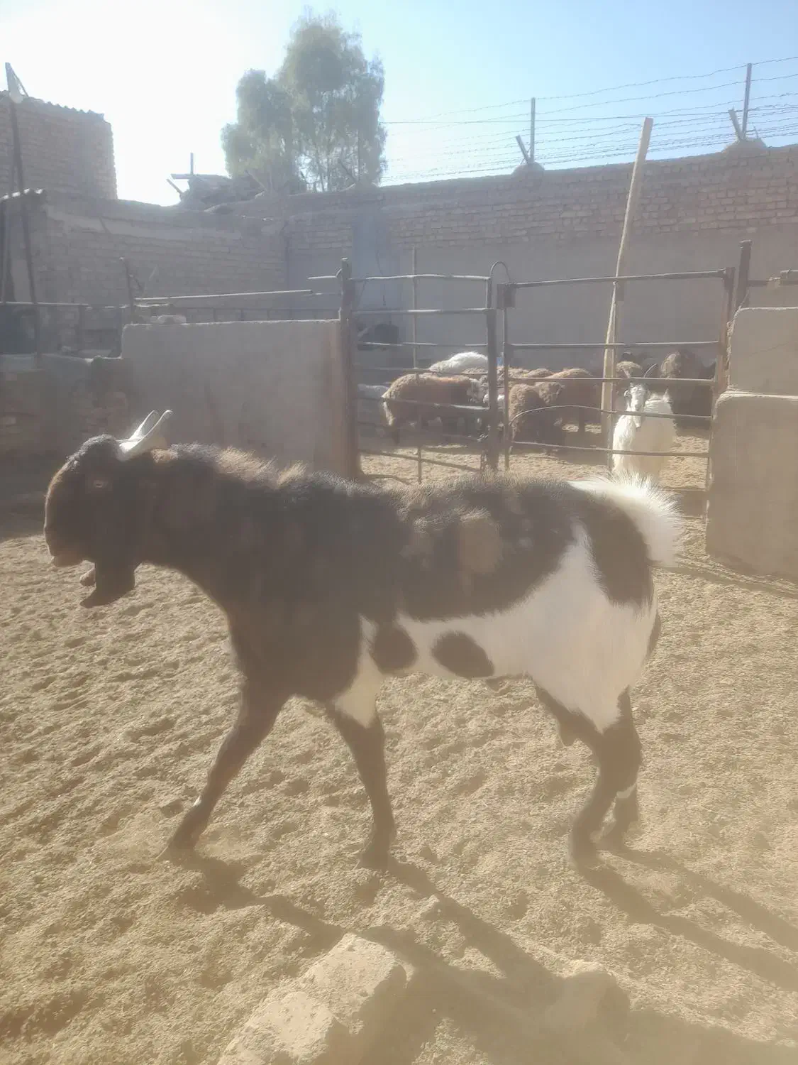 بز.بزغاله.گوسفند.بره.دوبر|حیوانات مزرعه|اصفهان, محمودآباد|دیوار