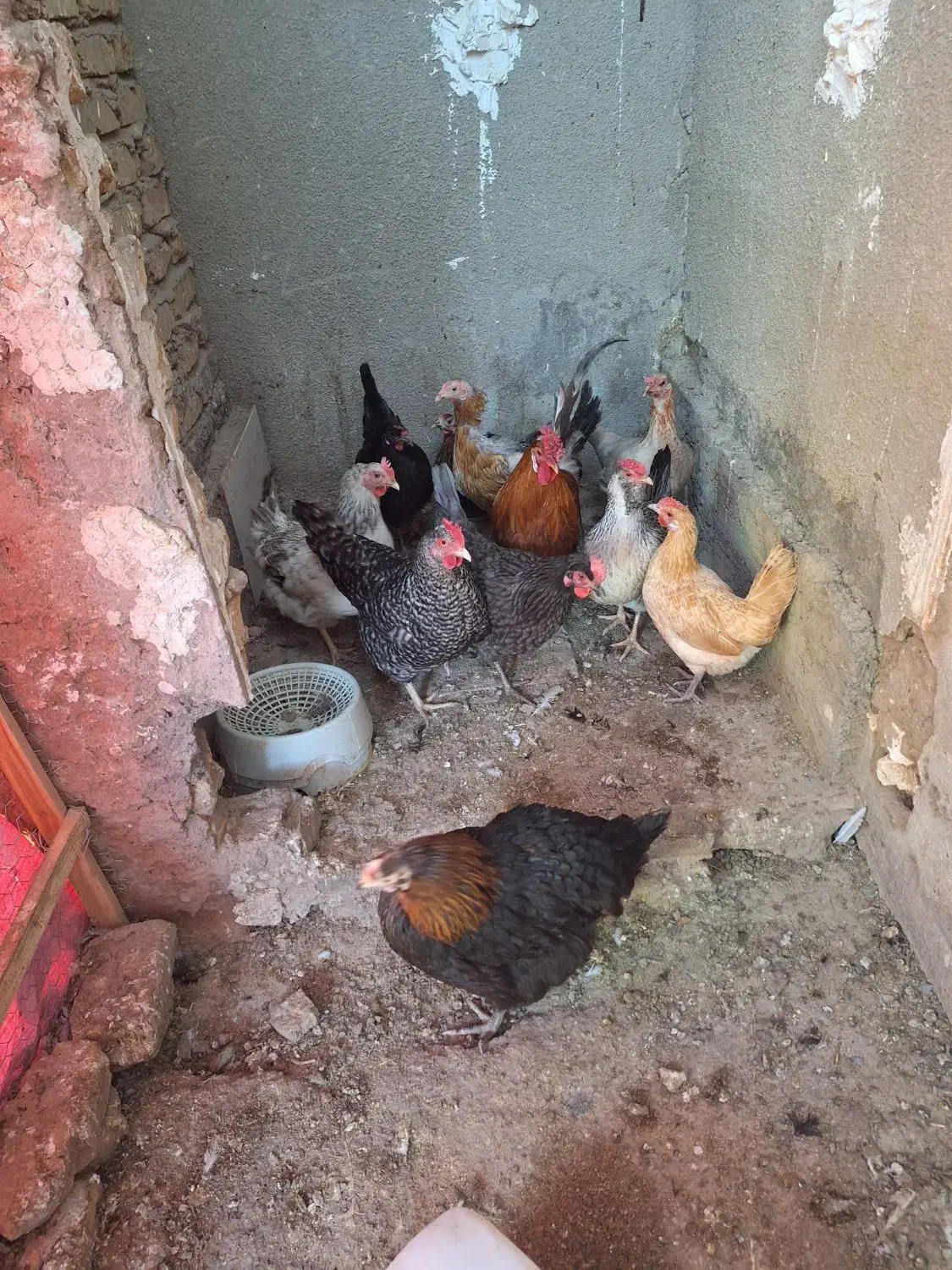 مرغ وخروس|حیوانات مزرعه|یزد, |دیوار