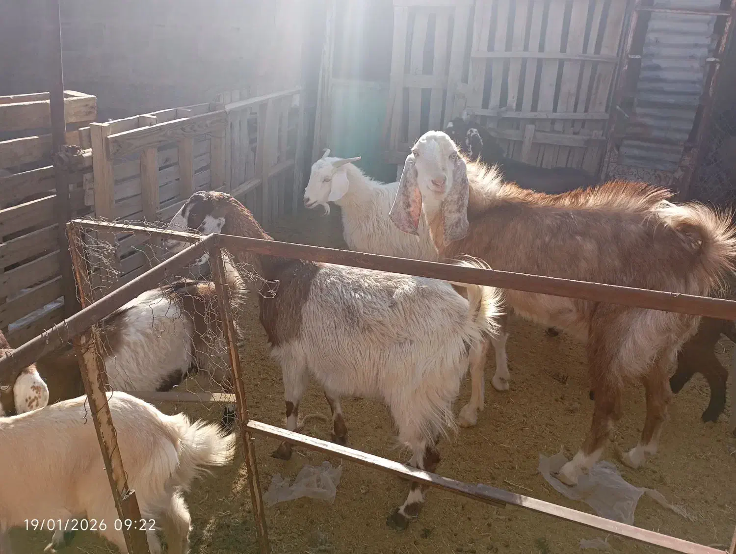 ۹عدد گوسفند نر و ماده۱۱۰میلون|حیوانات مزرعه|کرمان, |دیوار