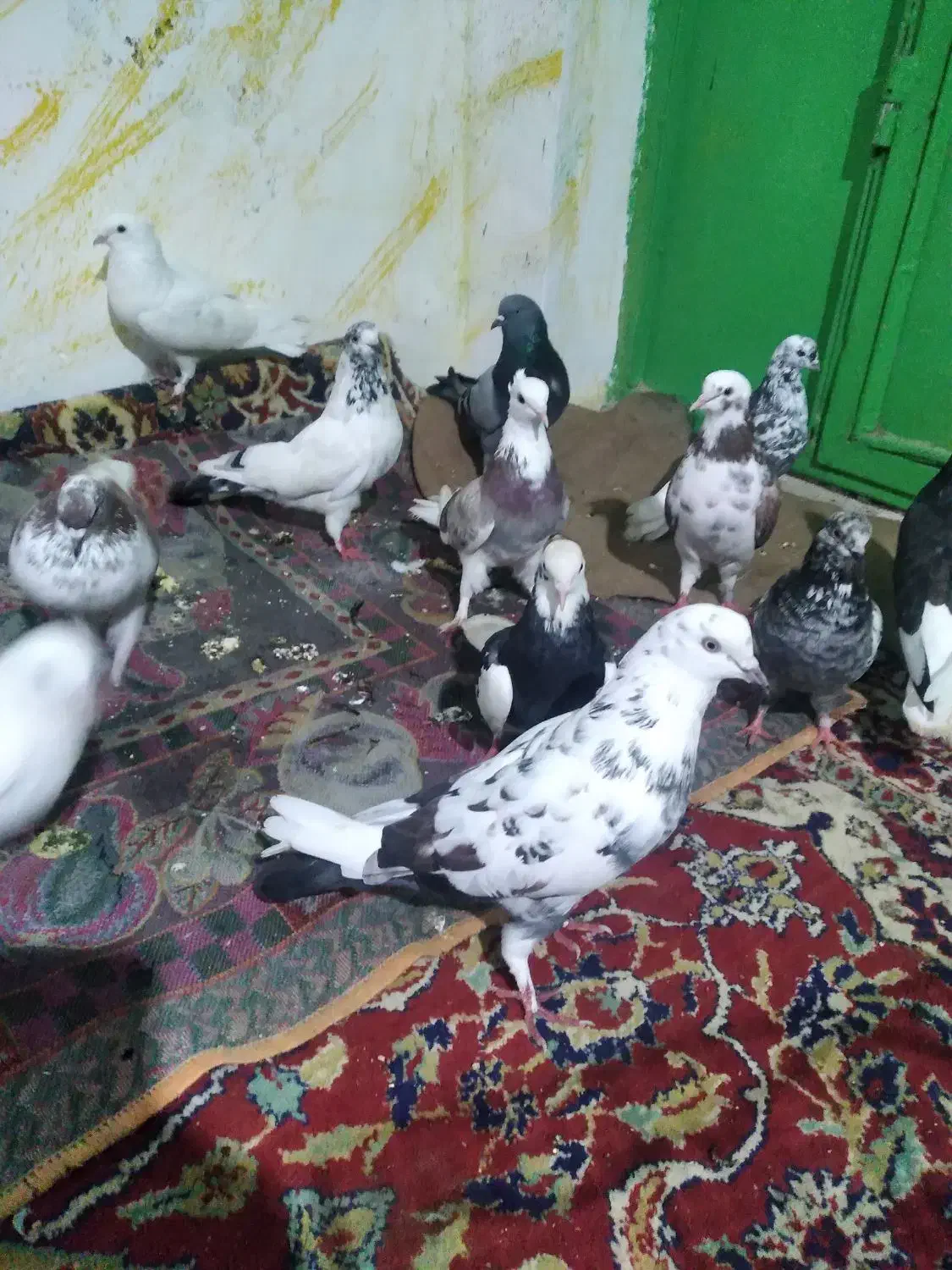 چندتا کبوتر تکپر ساعتی سالم وسلامت بفروش میرسد|پرنده|دلند, |دیوار