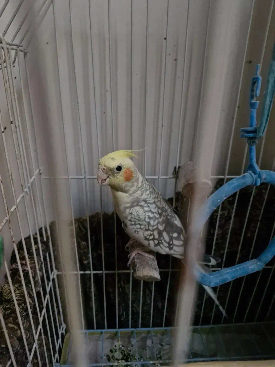 فروش عروس هلندی|پرنده|پاکدشت, پاکدشت (مامازند)|دیوار