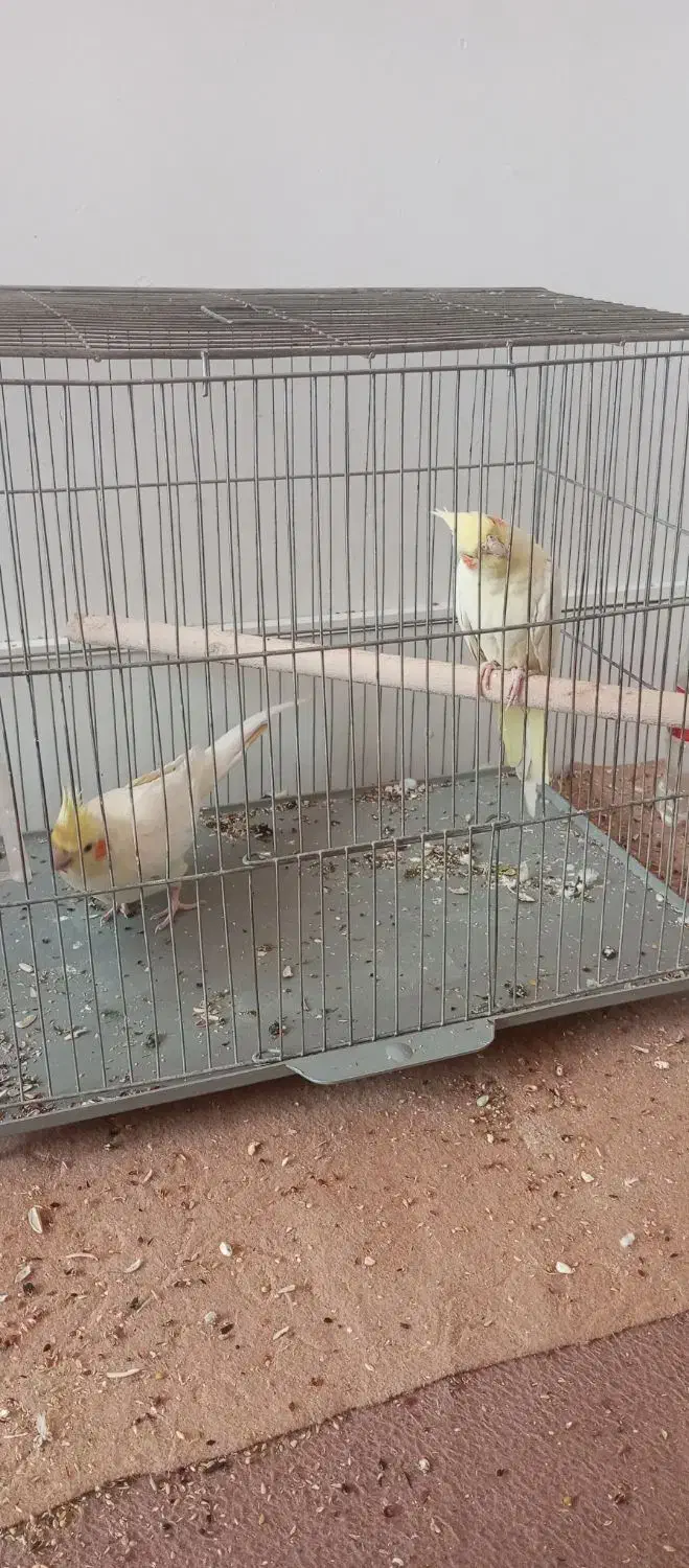 جفت عروس هلندی مولد|پرنده|فولادشهر, A6|دیوار