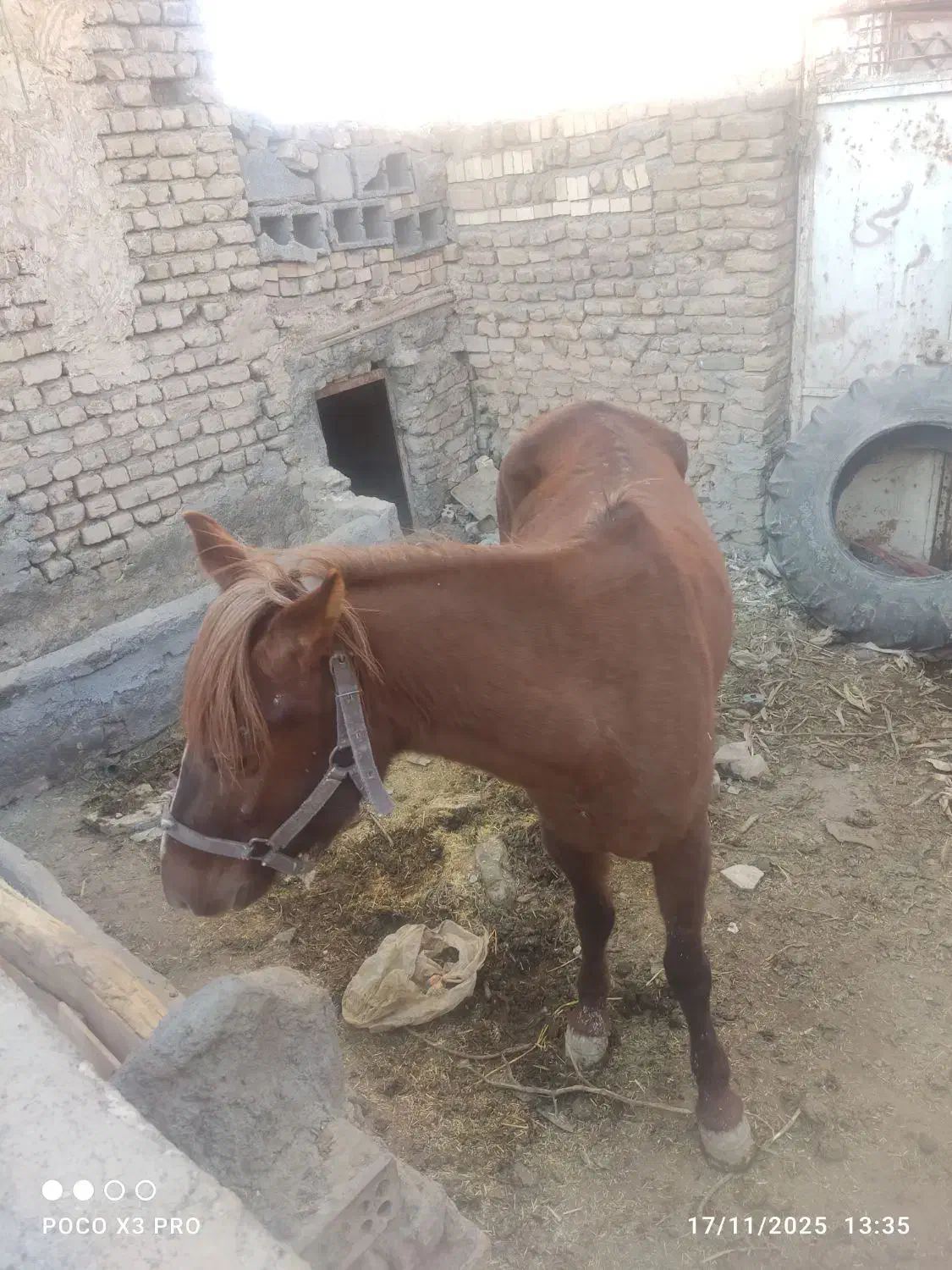 اسب 2سال اوست سه ماه آرام نجیب|اسب و تجهیزات اسب‌سواری|مشهد, كنويست|دیوار