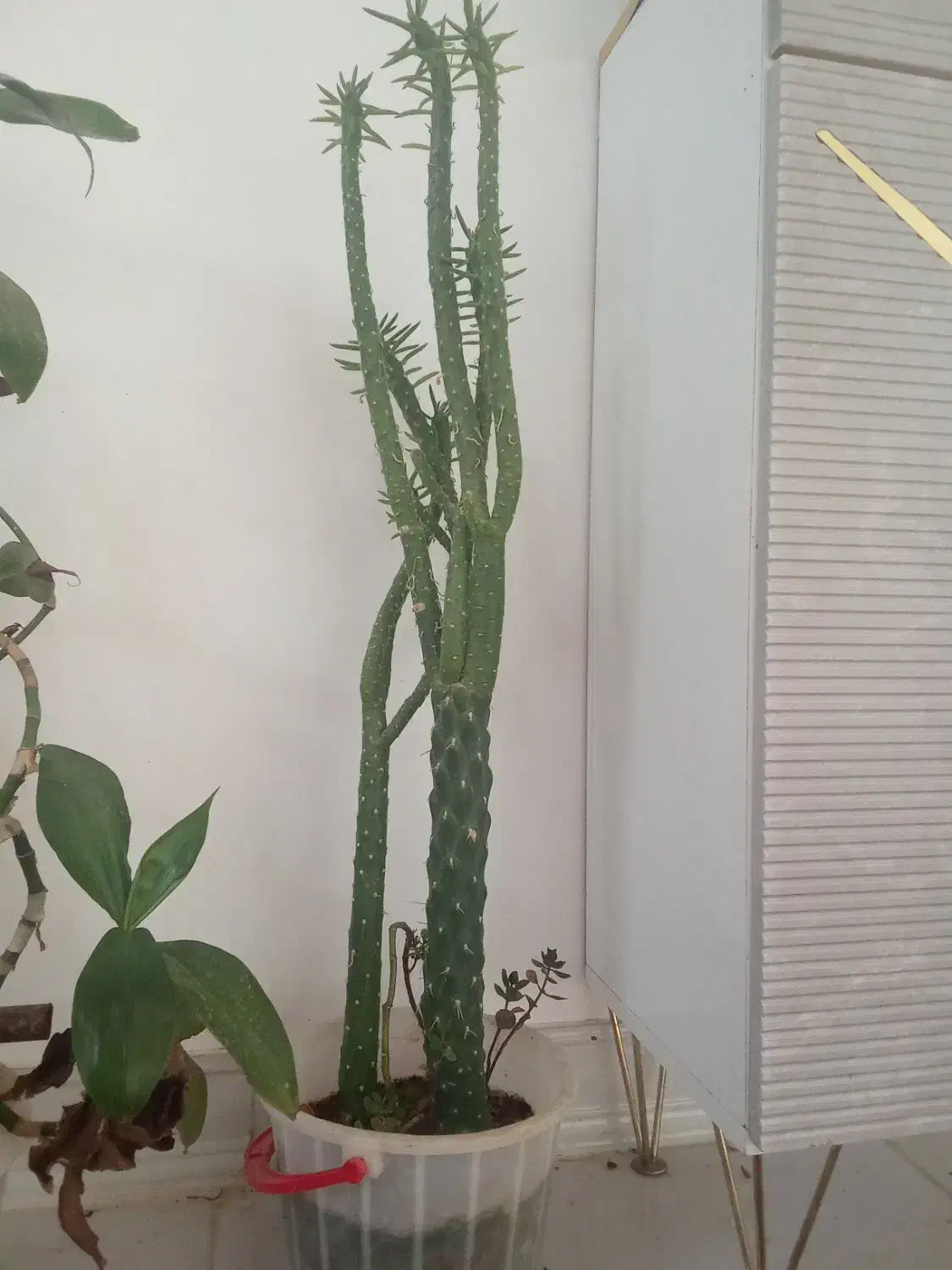 آلوئه ورا وکاکتوس|گل و گیاه طبیعی|شیروان (خراسان), |دیوار