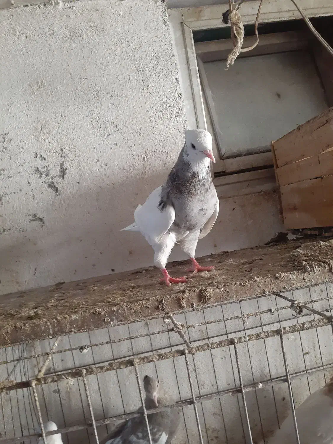 کبوتر طوقی و....|پرنده|آمل, |دیوار