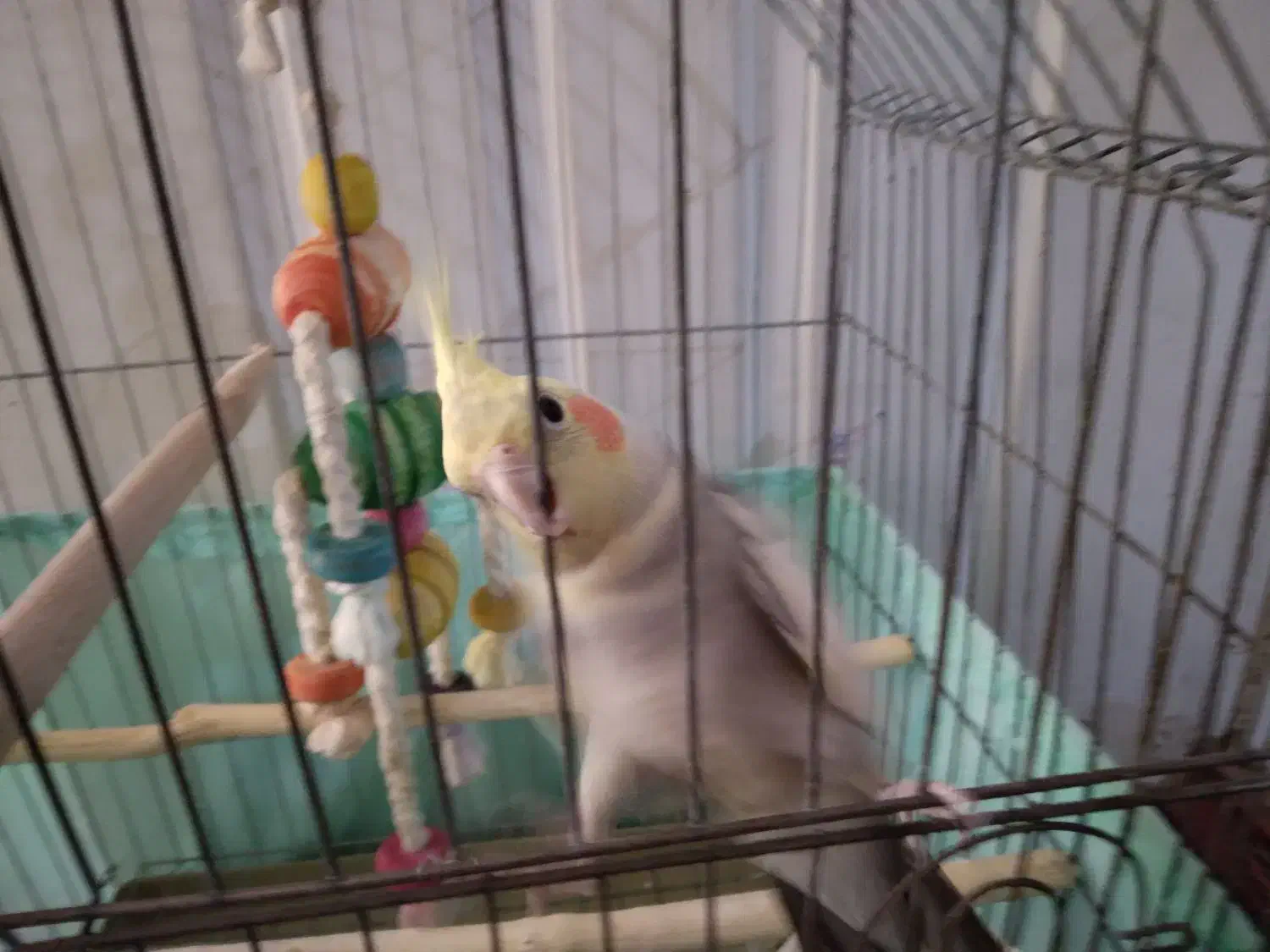 عروس هلندی همراه قفس بزرگ|پرنده|ماهدشت, |دیوار