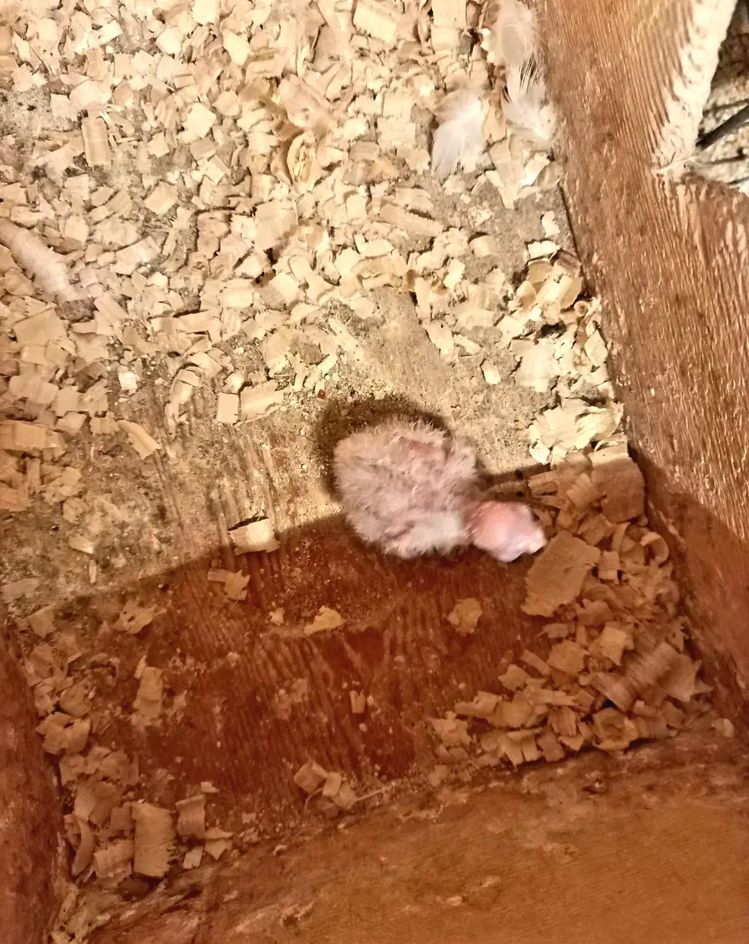 عروس هلندی نژاد البینو سرلاکی|پرنده|رشت, پل تالشان|دیوار