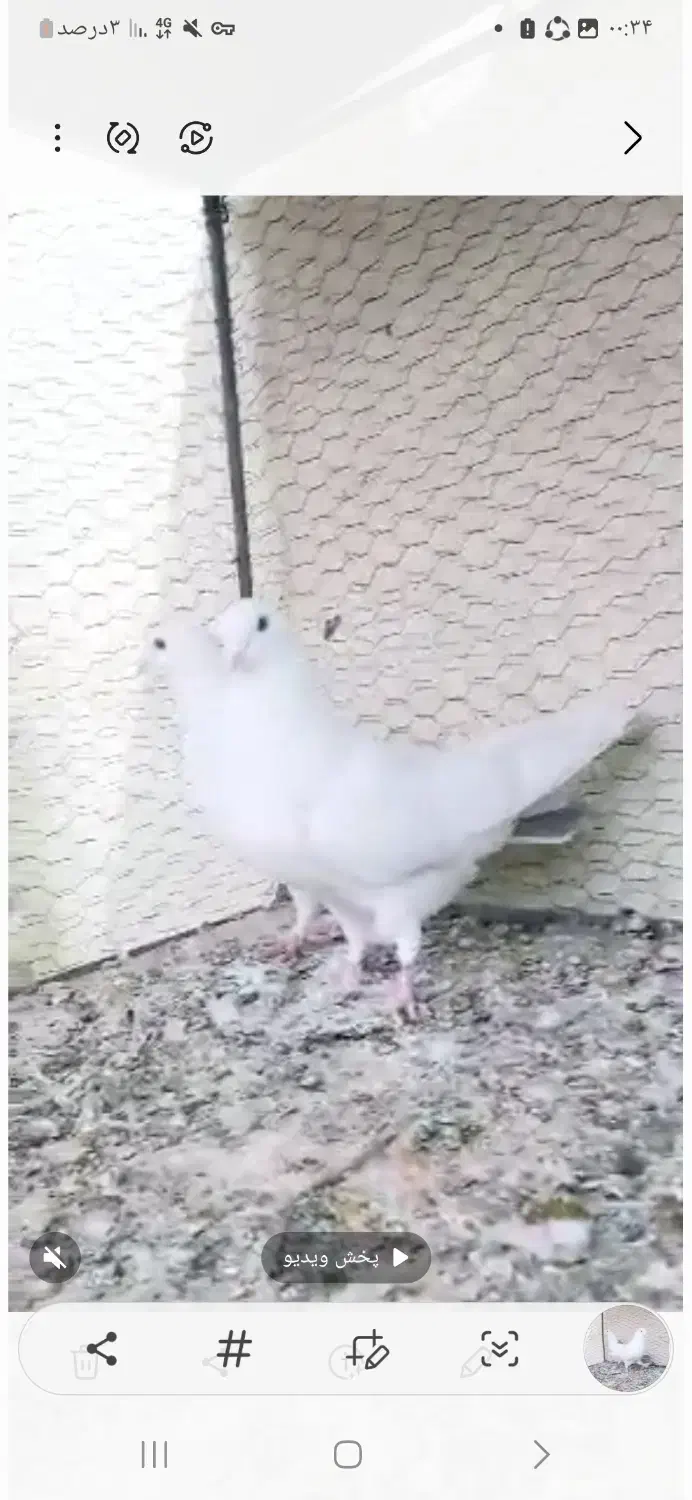 فروشی|حیوانات|اصفهان, ملک‌شهر|دیوار