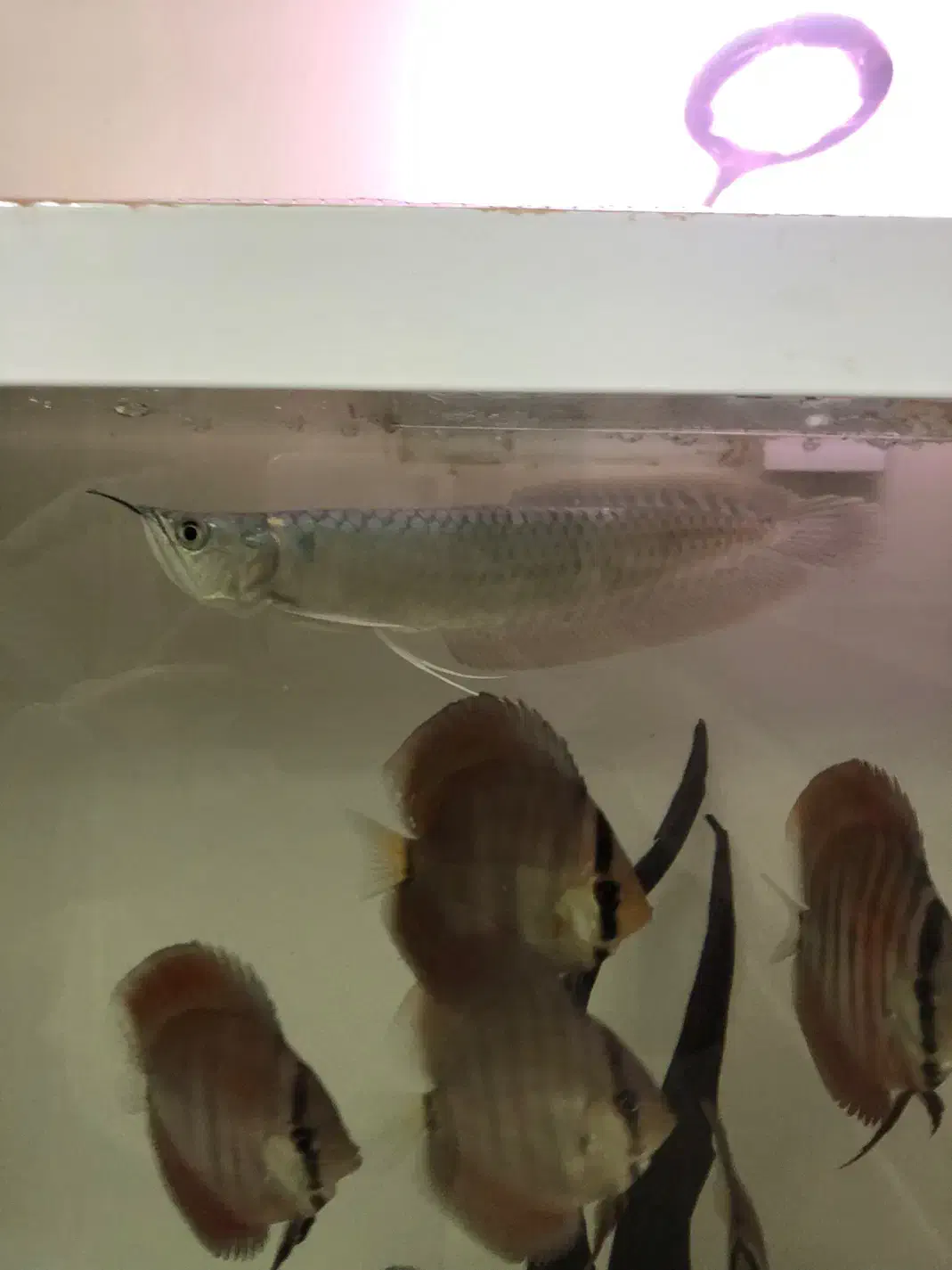 اروانا سیلور|ماهی|تبریز, |دیوار