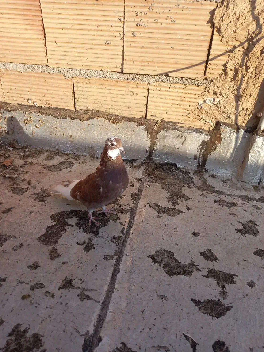 کبوترپرشی|پرنده|پاکدشت, پاکدشت (مامازند)|دیوار