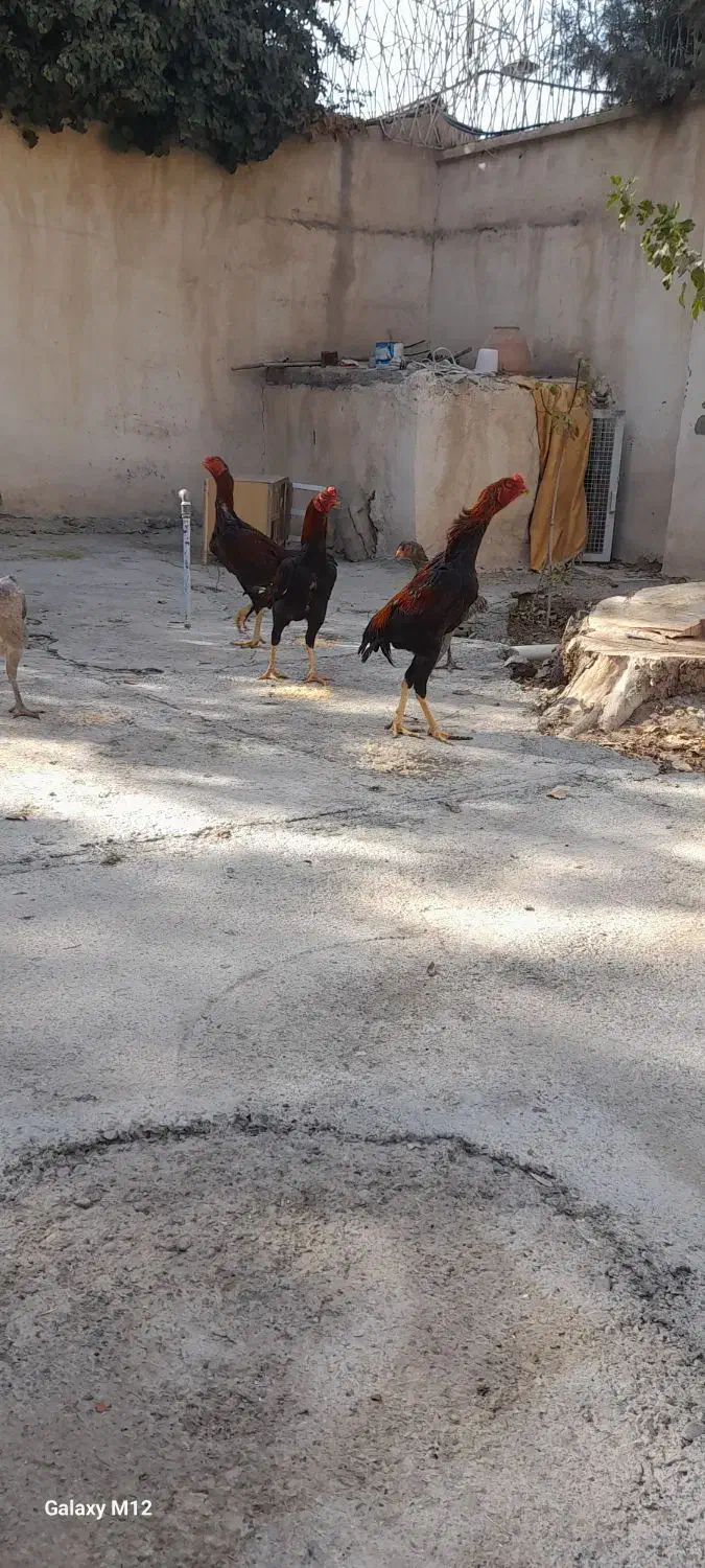 مرغ و خروس لاری|حیوانات مزرعه|ماهدشت, |دیوار