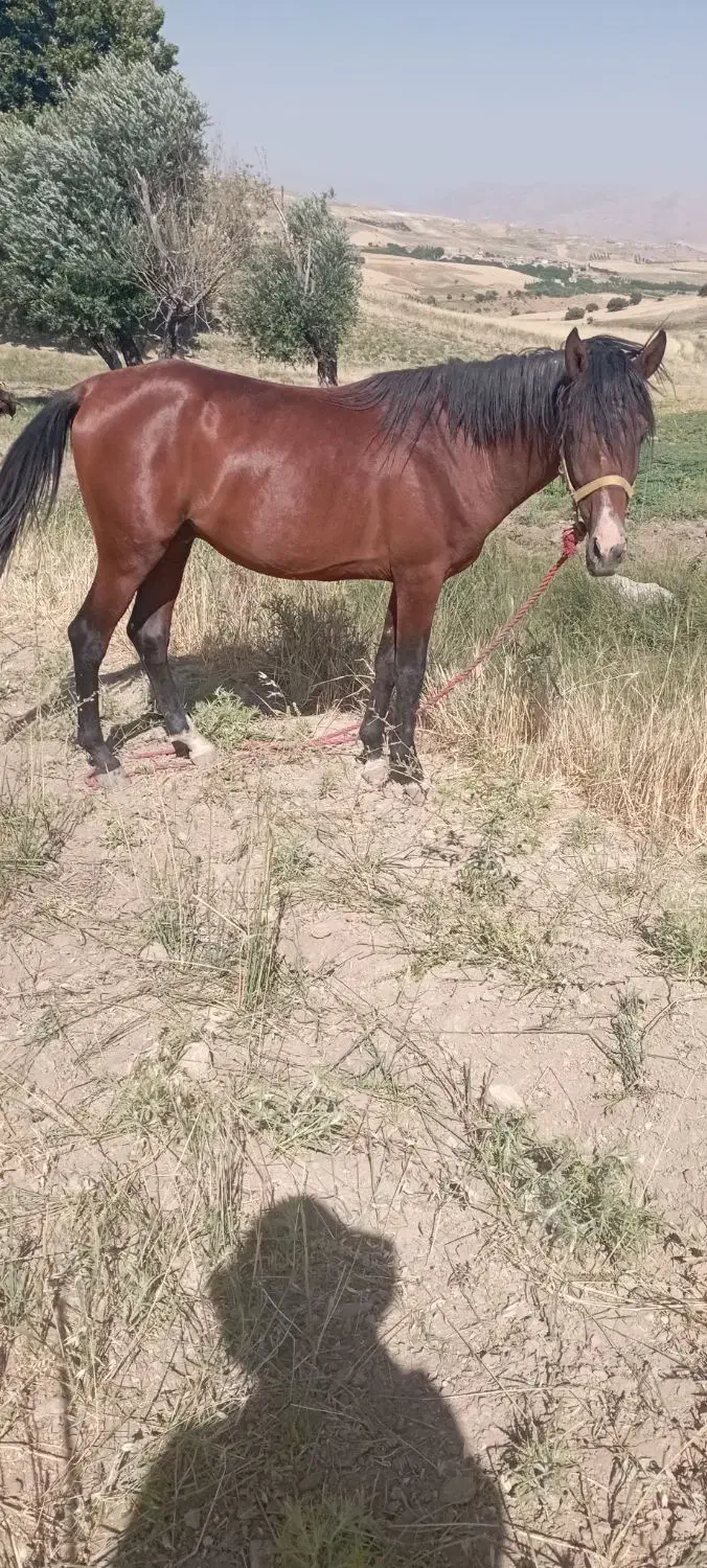 اسب|اسب و تجهیزات اسب‌سواری|نورآباد, |دیوار