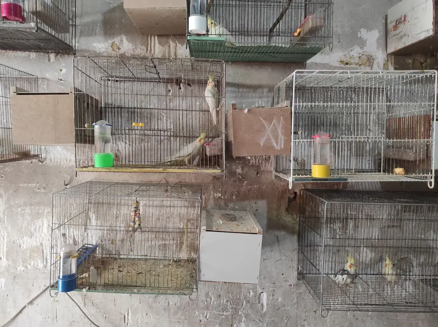 عروس هلندی|پرنده|ارومیه, |دیوار