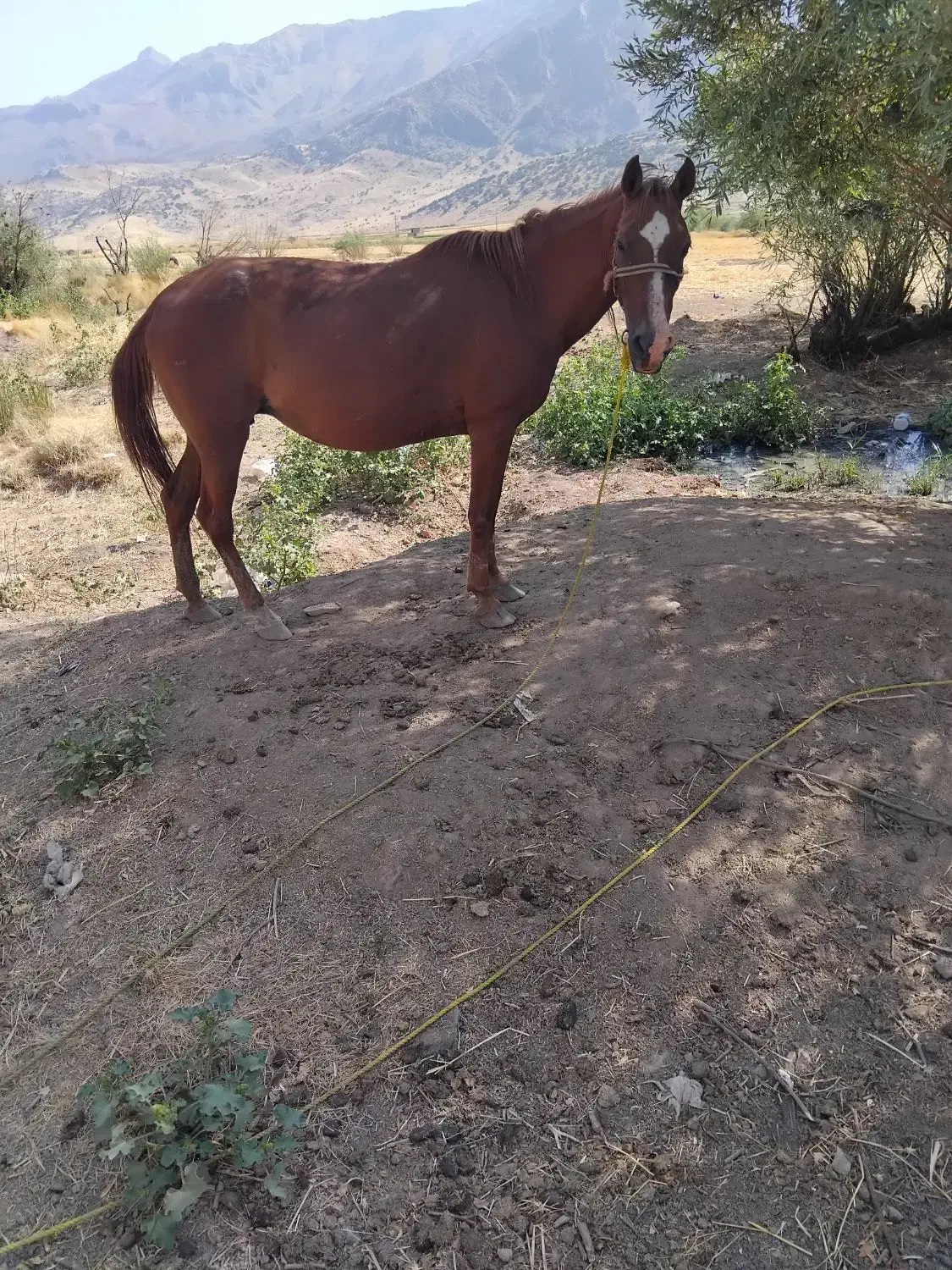 اسب مادیان|اسب و تجهیزات اسب‌سواری|بیلوار, |دیوار