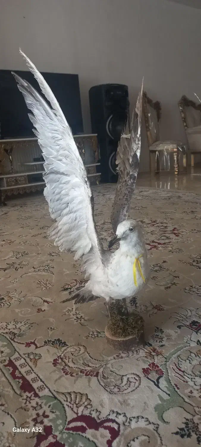 یک جفت پرنده تزئینی زیبا وقشنگ|مجسمه، تندیس، ماکت|کهریزک, |دیوار