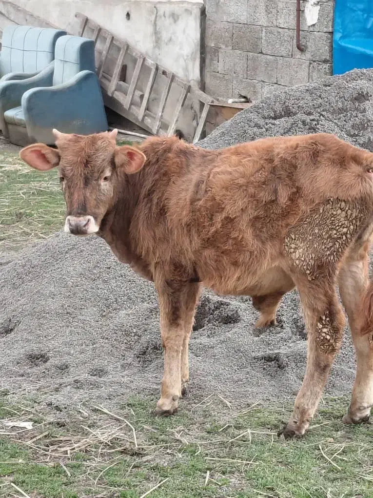 گاو.ورزا|حیوانات مزرعه|رشت, کوی مهر|دیوار