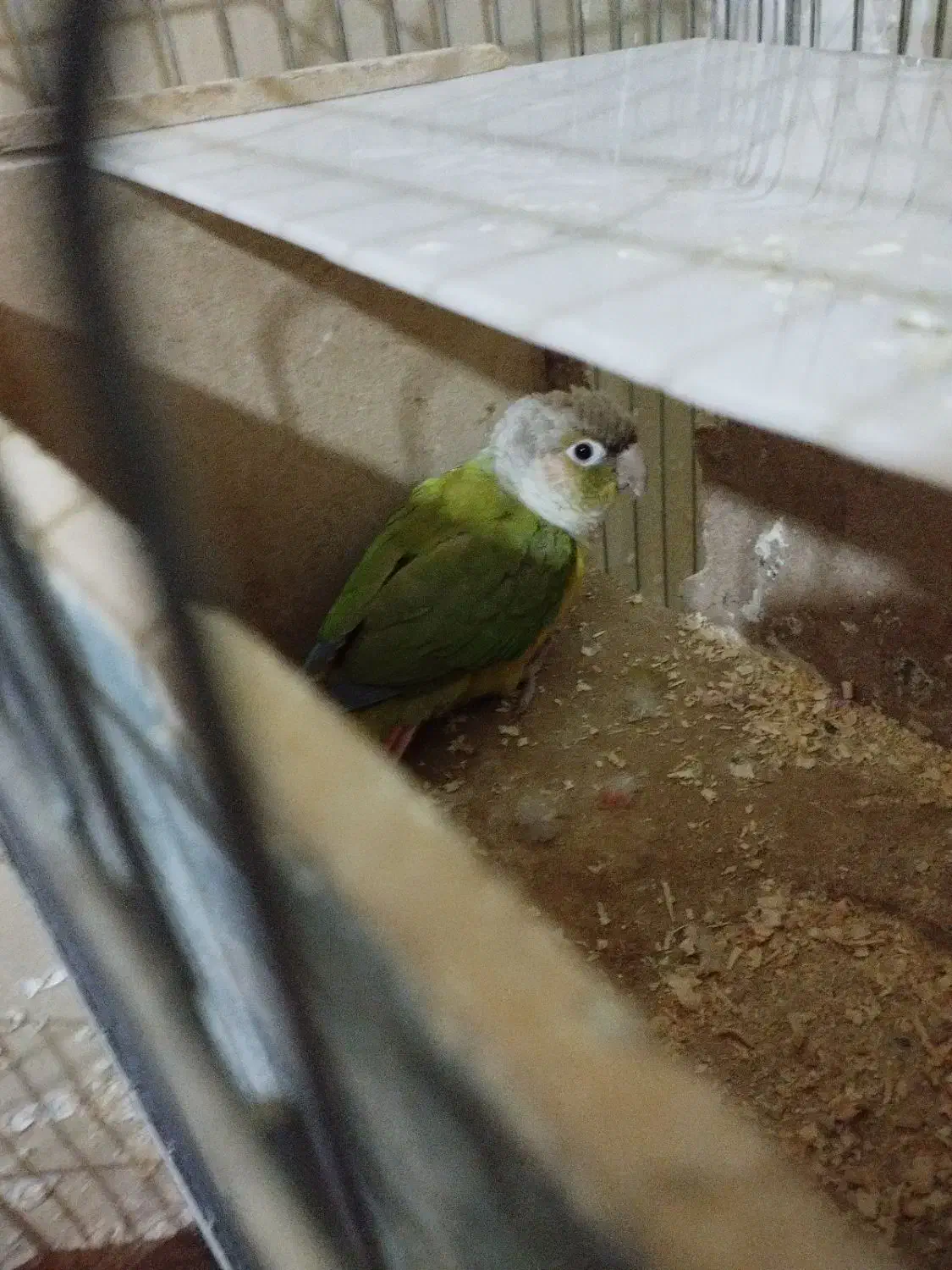 ۱جفت گرینچیگ|پرنده|قرچک, پویینک|دیوار