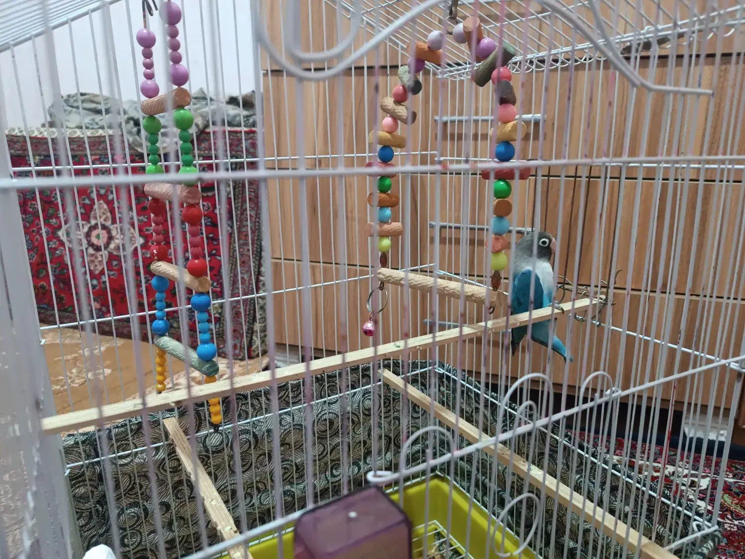 طوطی برزیلی|پرنده|بهار, |دیوار