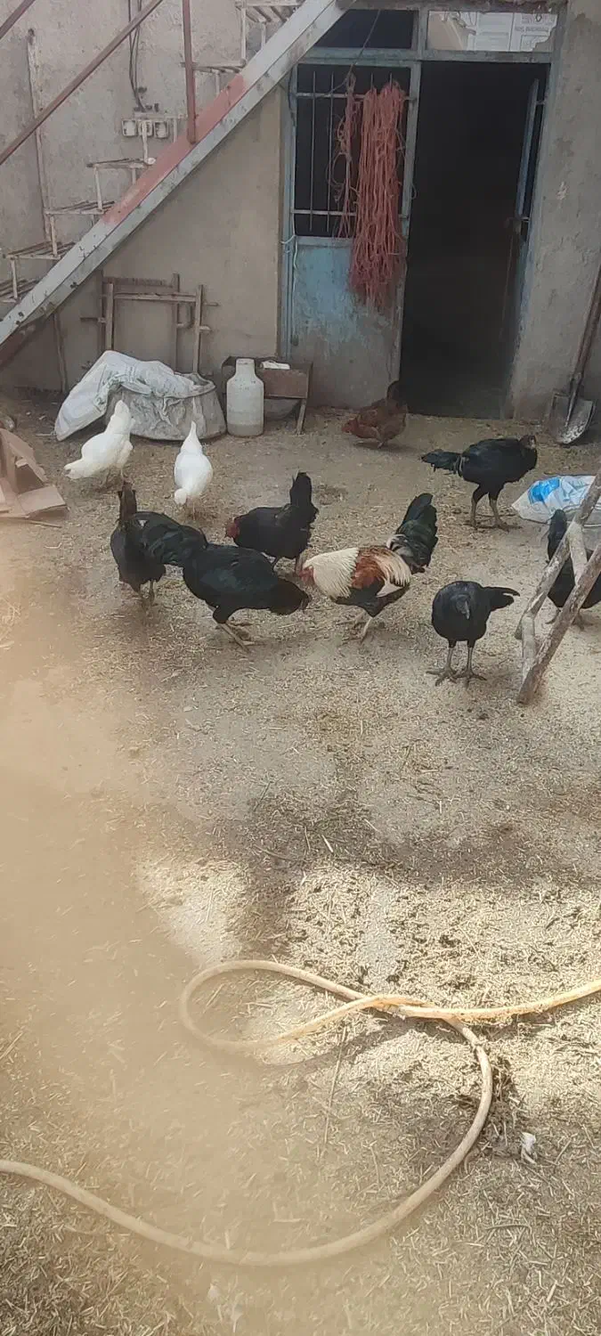 مرغ و خروس لاری و گلین|حیوانات مزرعه|رزن, |دیوار