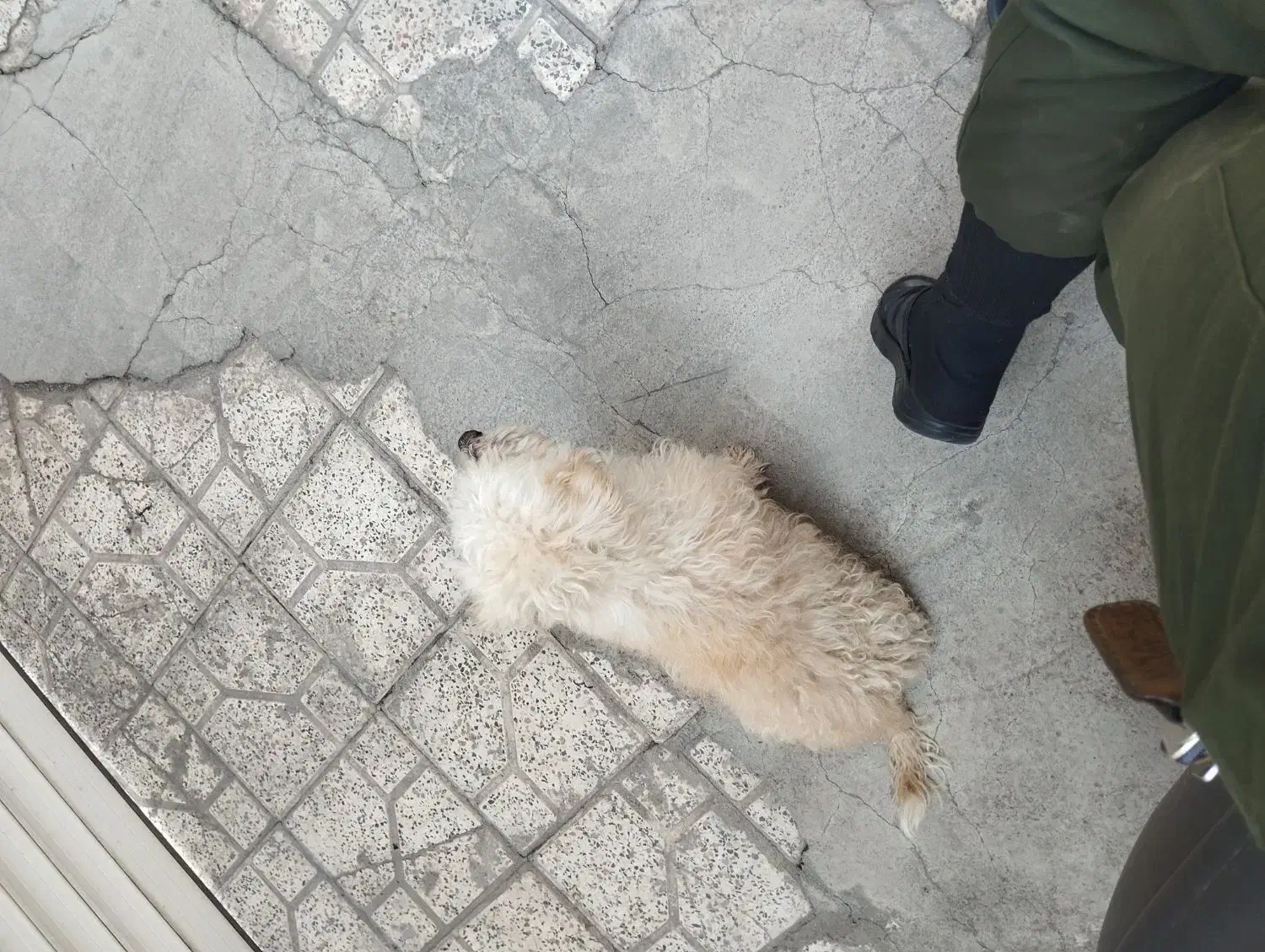 سگ پاکوتاه|سگ|اردبیل, |دیوار