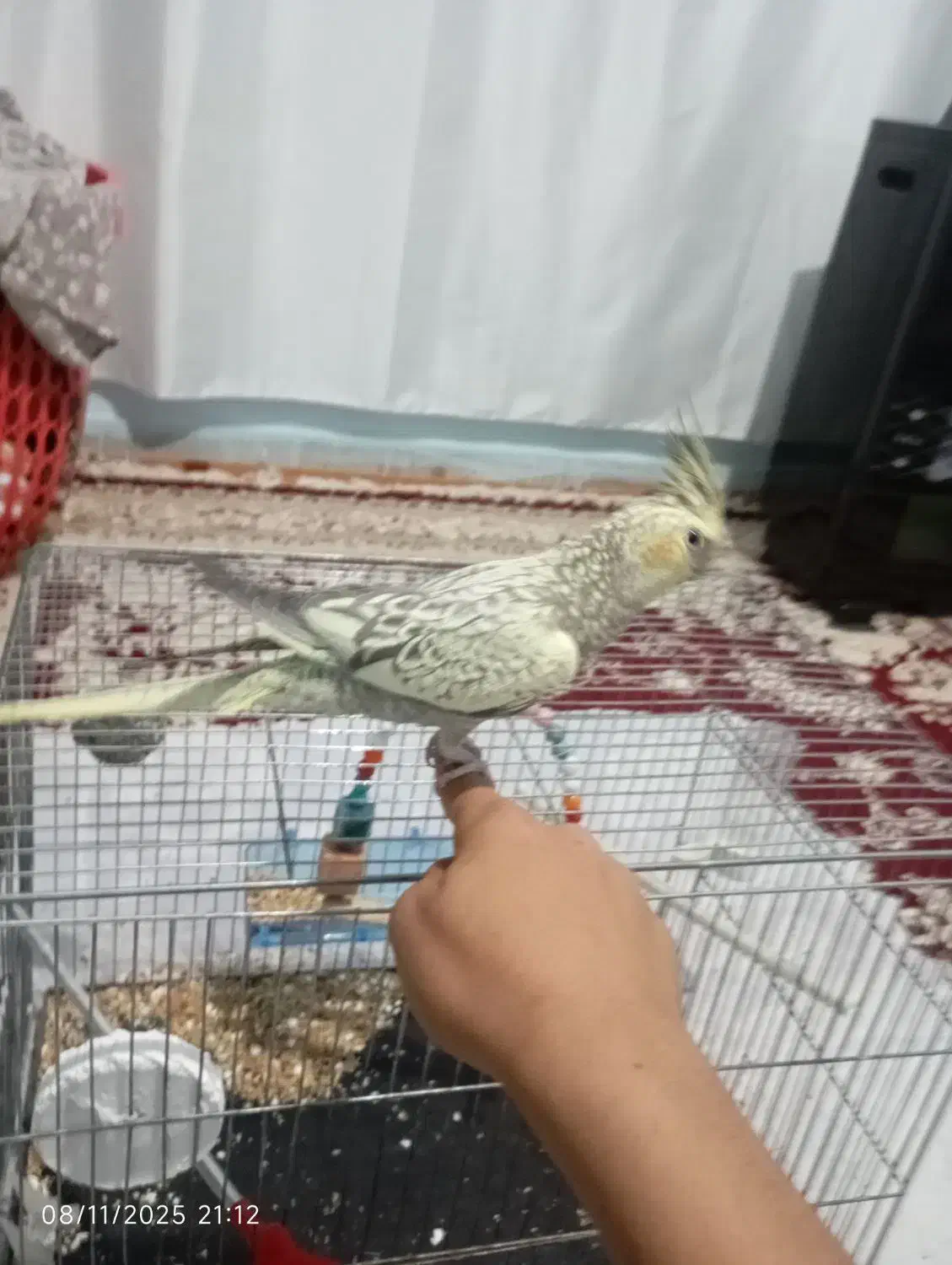 عروس هلندی دستی|پرنده|بیجار, |دیوار