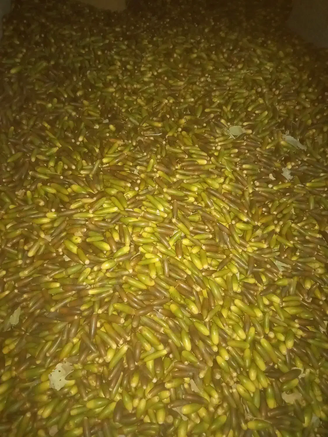 بلوط|خوردنی و آشامیدنی|منج, |دیوار