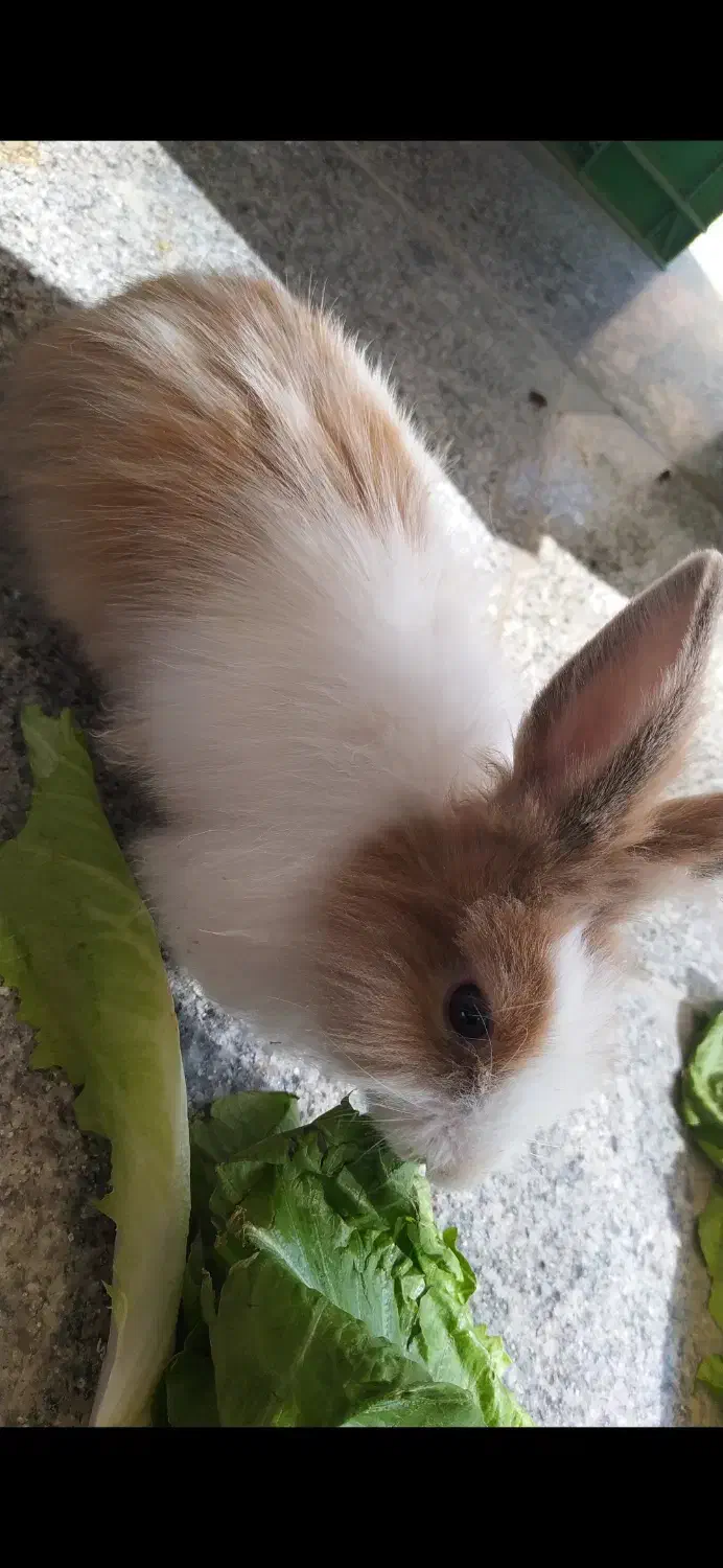 خرگوش|موش و خرگوش|کرمانشاه, |دیوار