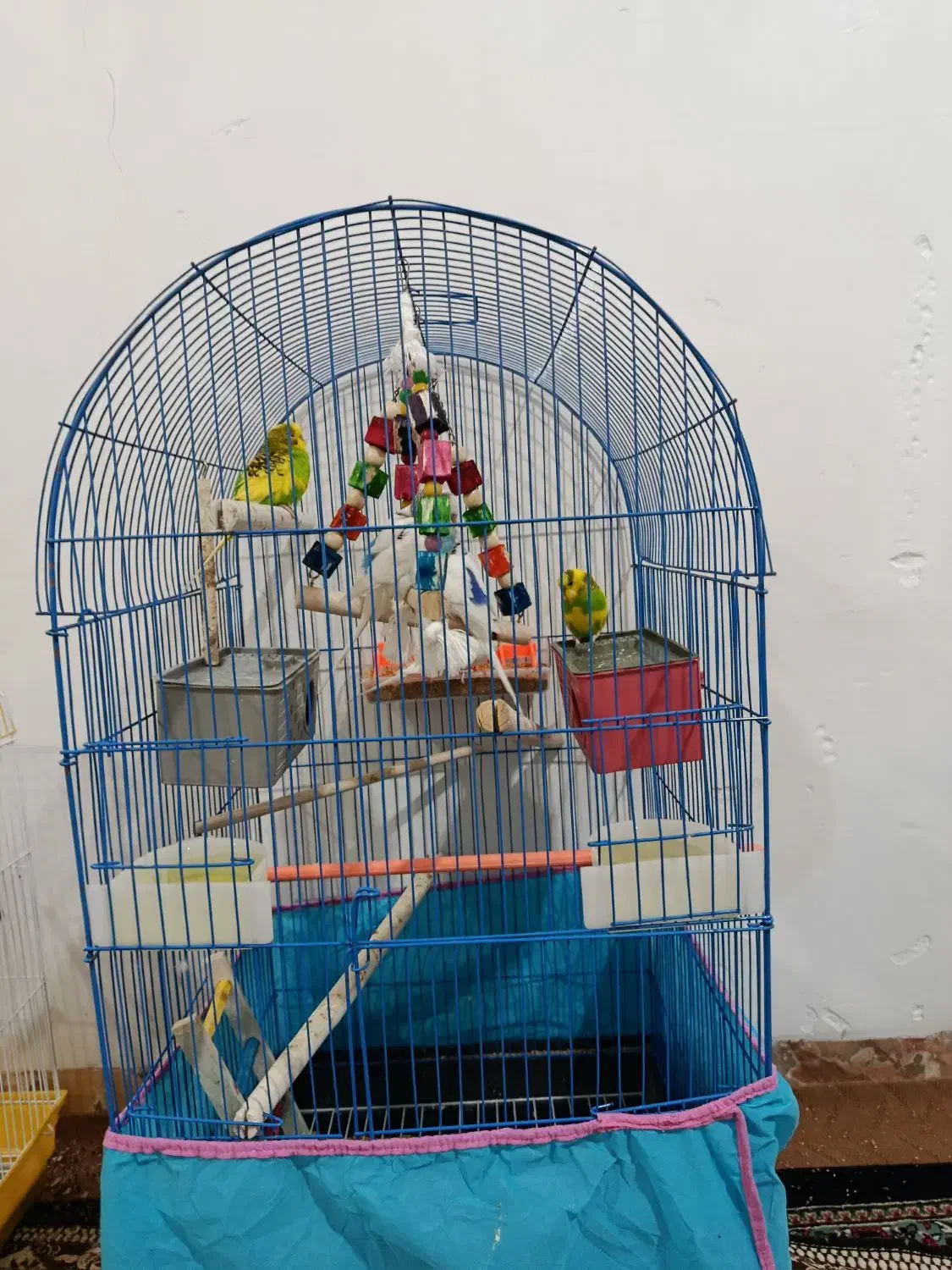 قفس و مرغ عشق|پرنده|بم, |دیوار