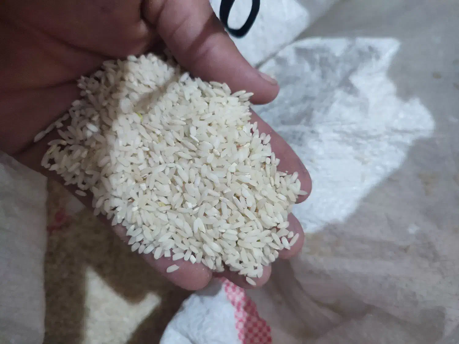 برنچ چنپا|خوردنی و آشامیدنی|باغ ملک, |دیوار