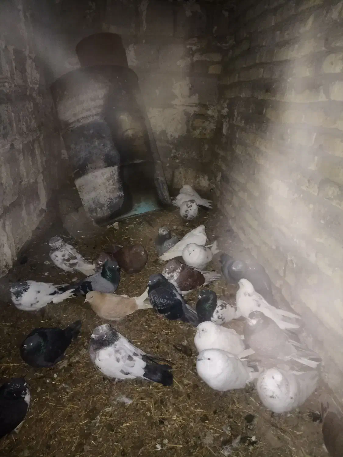 تعدادکبوتر  پرشی|پرنده|هریس, |دیوار