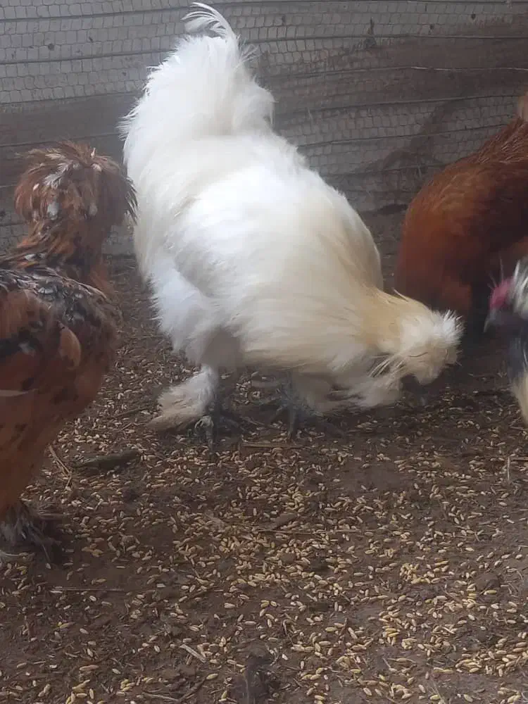 مرغ و خروس|حیوانات مزرعه|رشت, شهرک صبا|دیوار