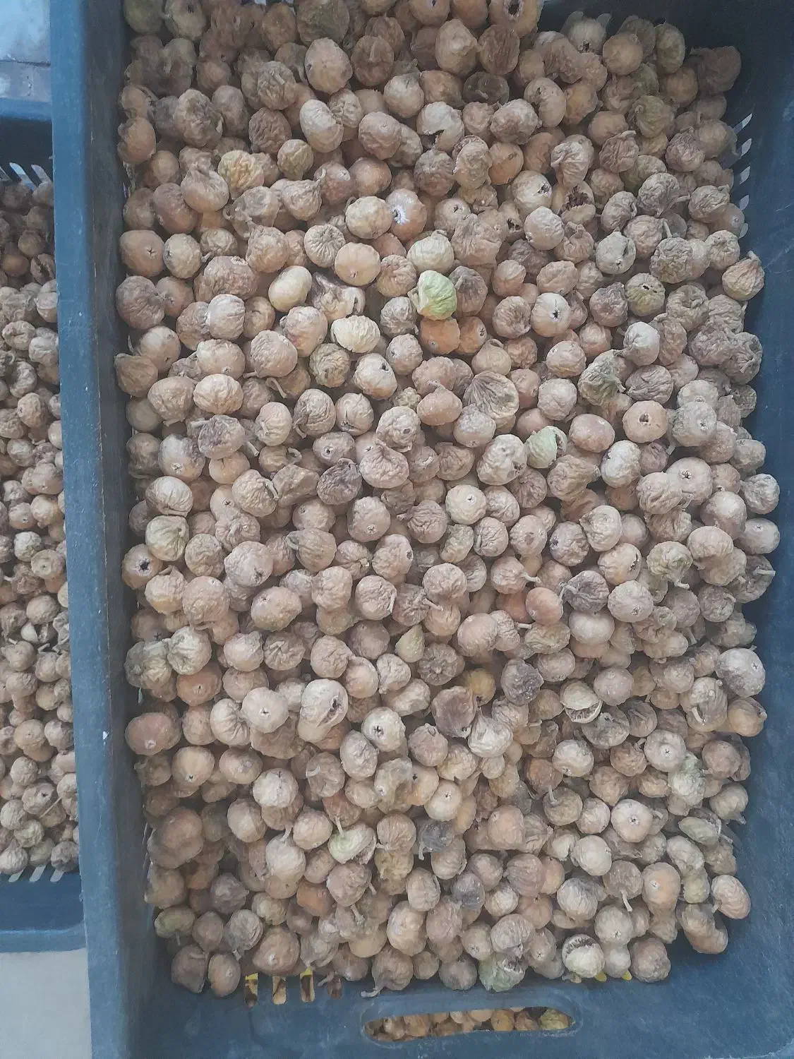 فروش انجیر|خوردنی و آشامیدنی|نی‌ریز, |دیوار