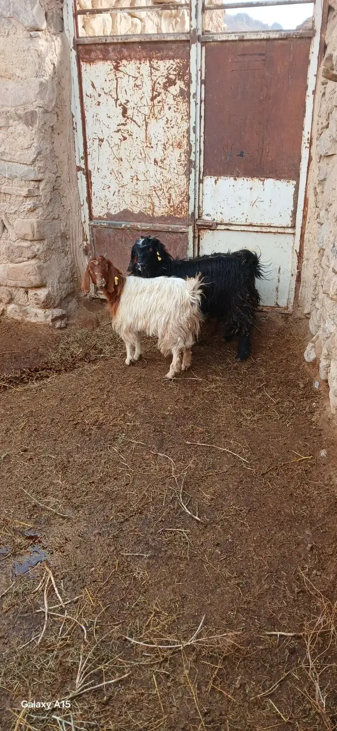 بزغاله|حیوانات مزرعه|سده (خراسان جنوبی), |دیوار