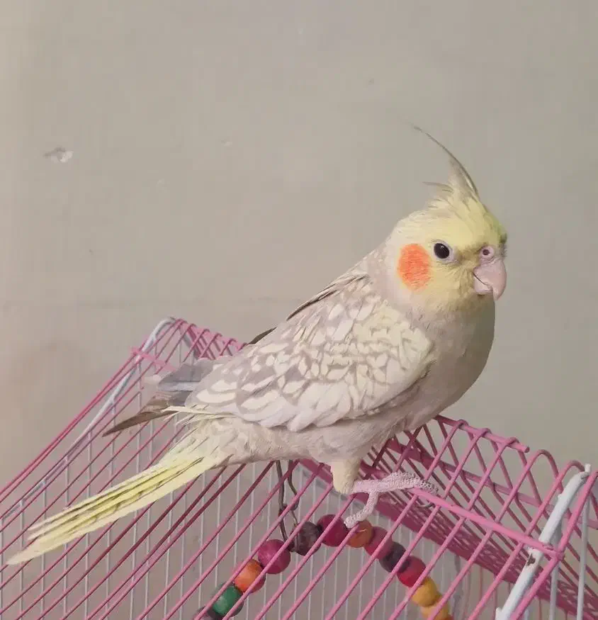 عروس هلندی نر معاوضه با کبوتر|پرنده|اصفهان, پوریای ولی|دیوار